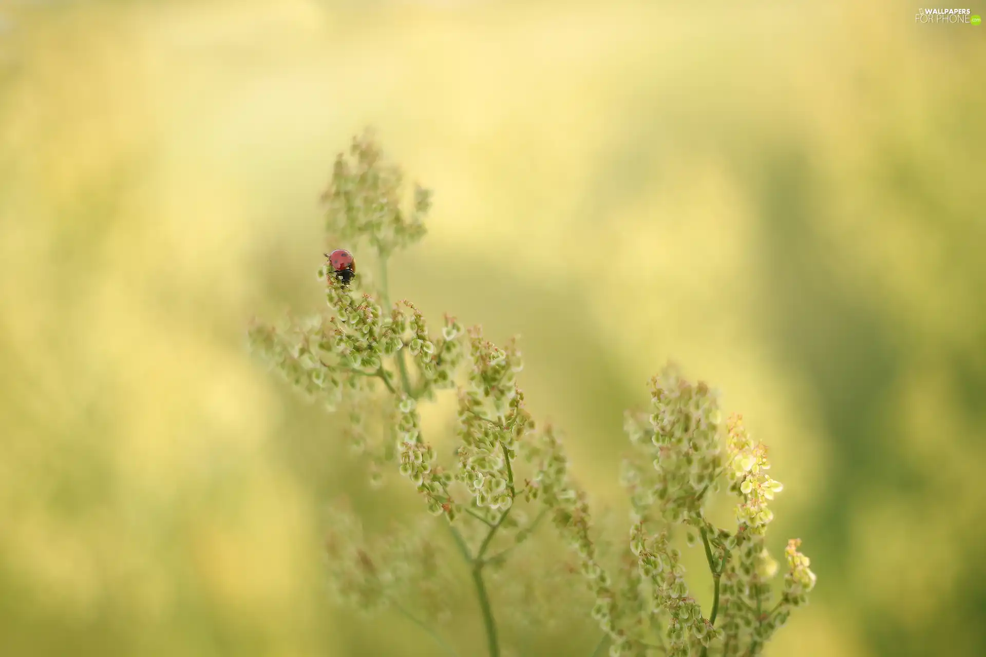 plant, ladybird, Insect