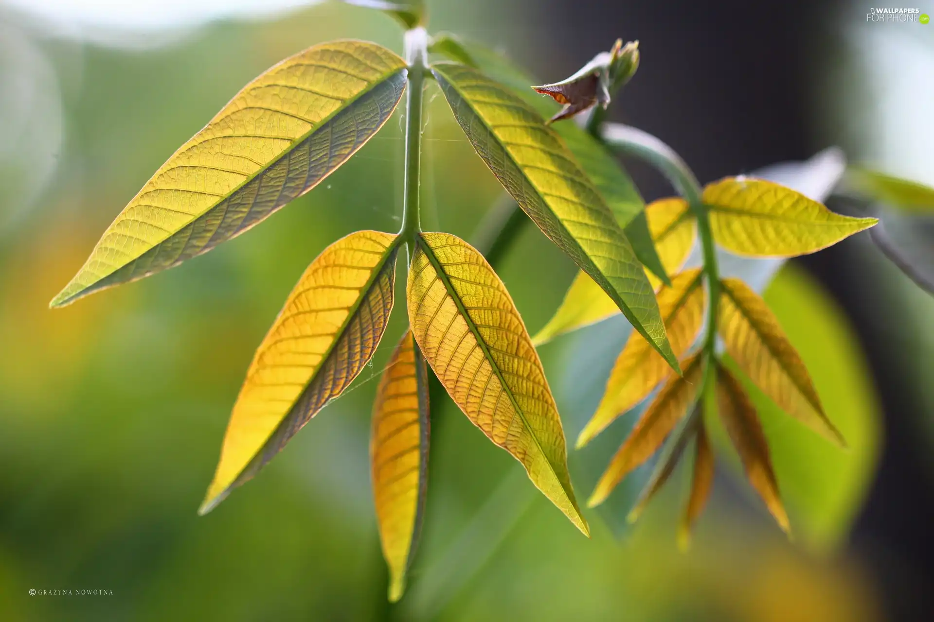 Leaf, plant