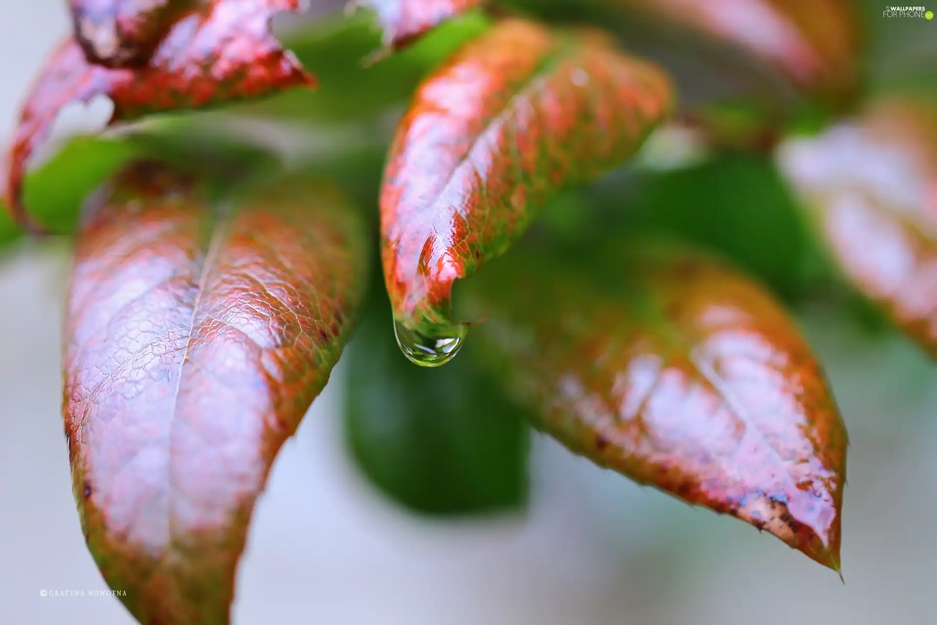 Leaf, drop, plant, wet