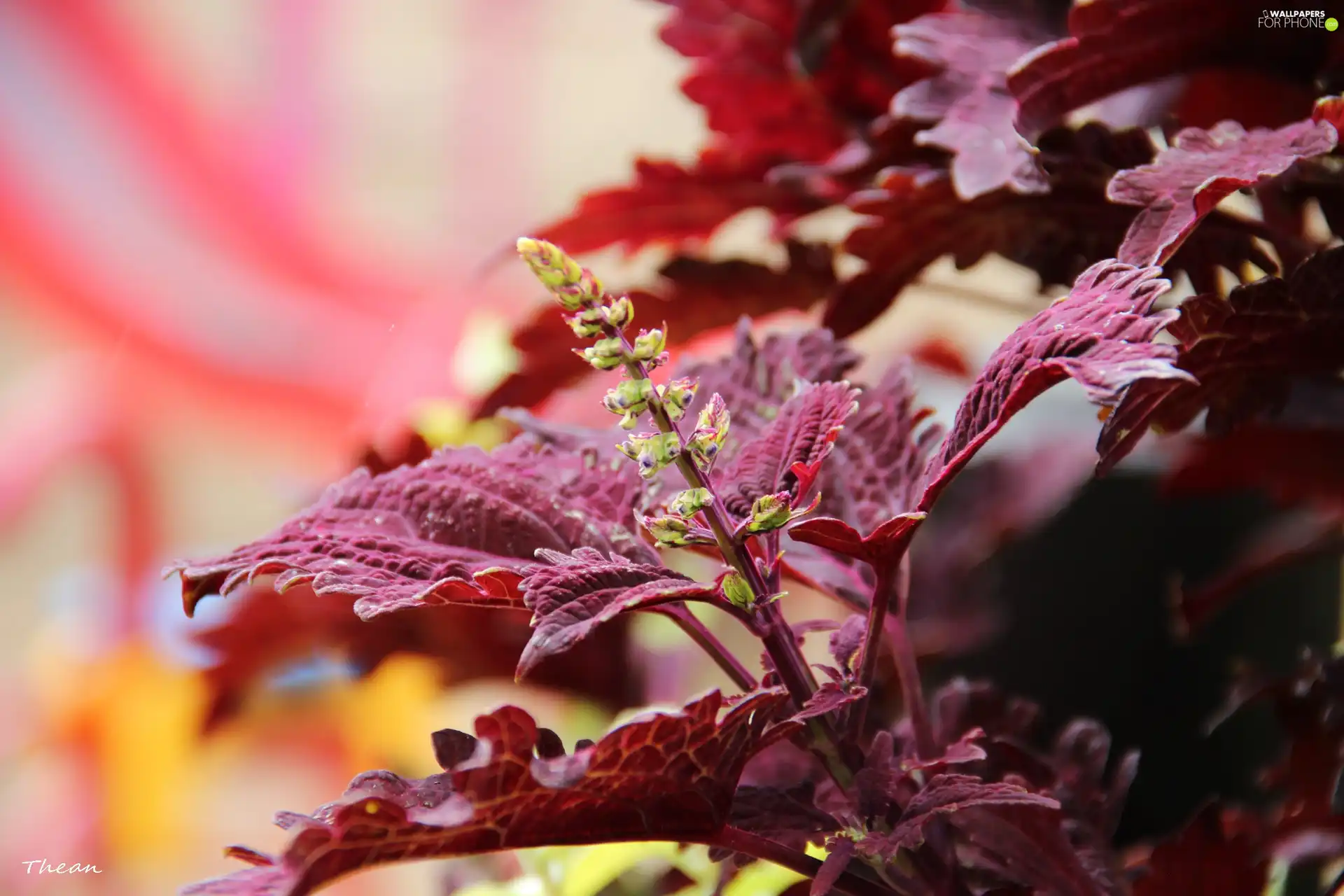 plant, Red, Leaf