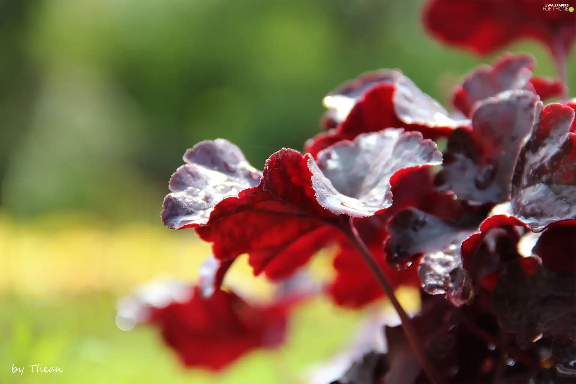 plant, Red, Leaf