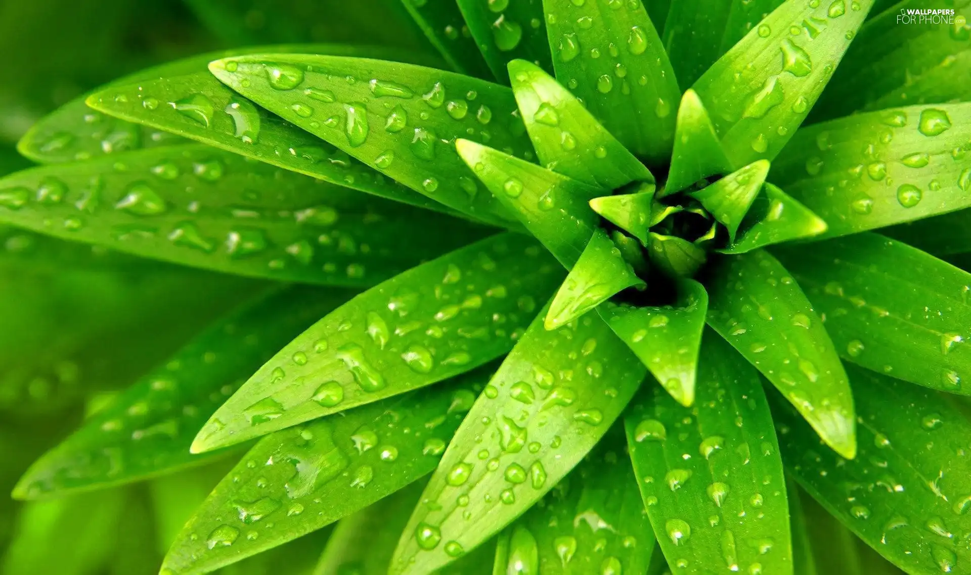 Leaf, water, plant, drops