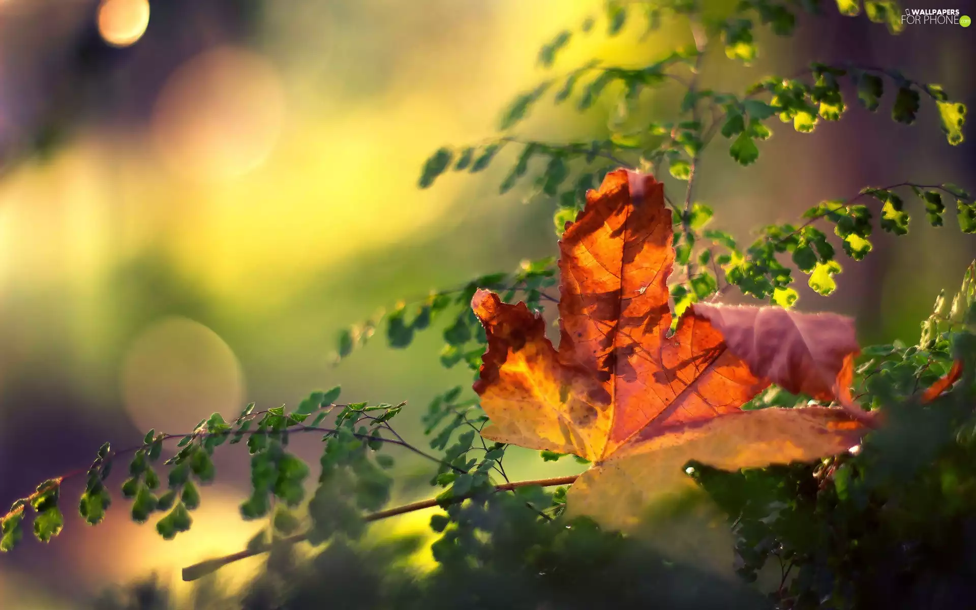 Maple Leaf, twig, plant