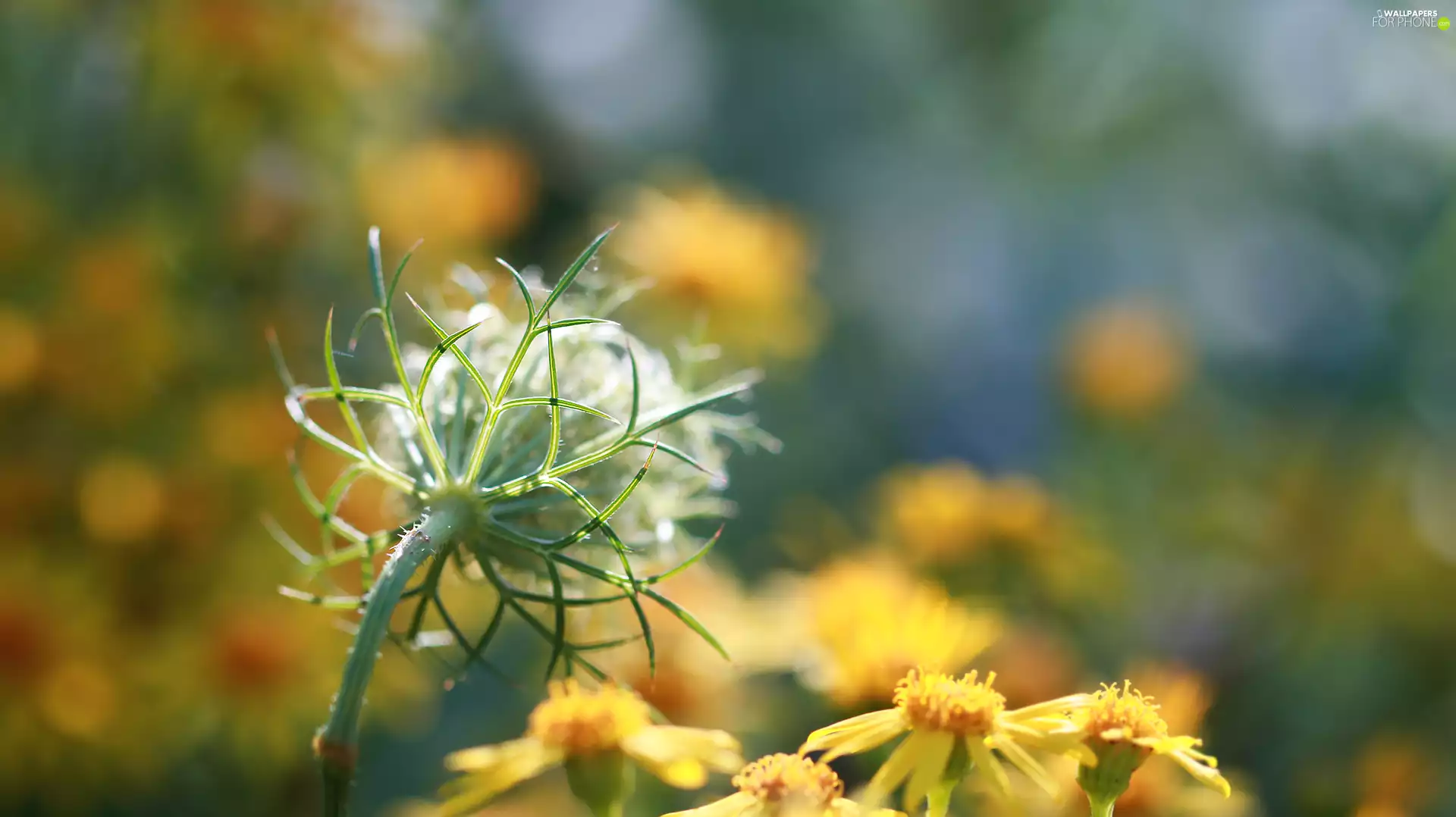 Meadow, Wild Carrot, plant