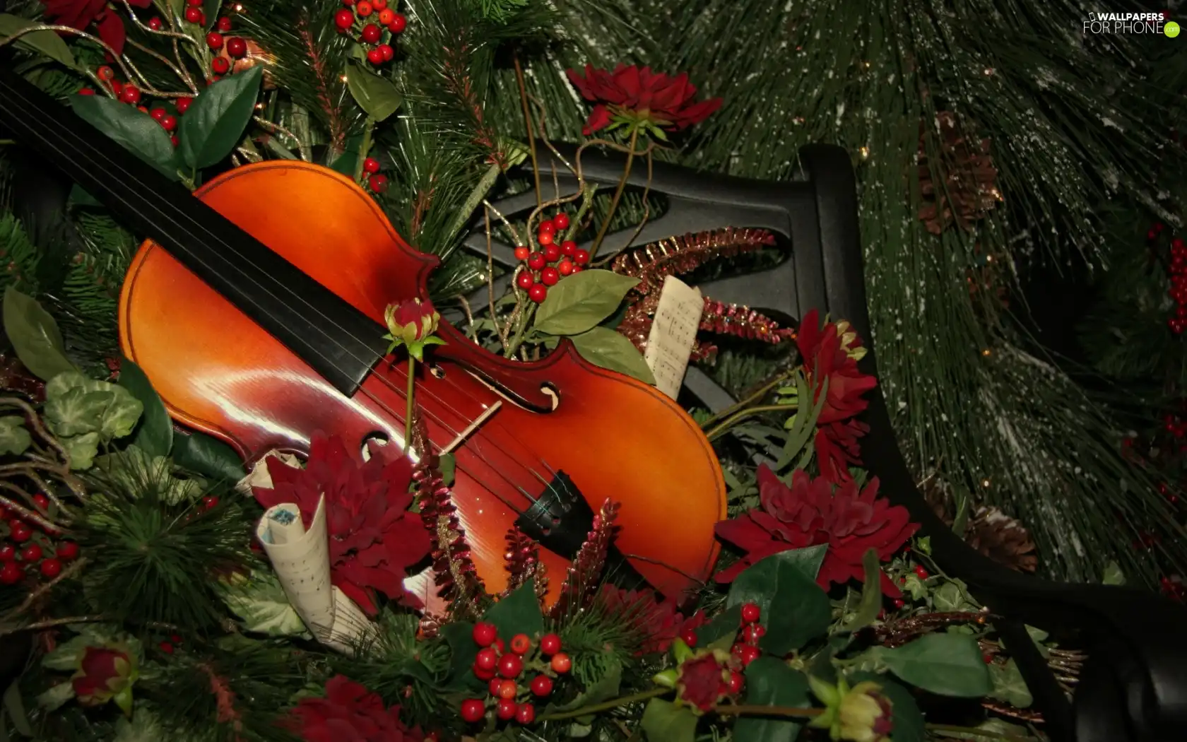 Plant, violin, Tunes