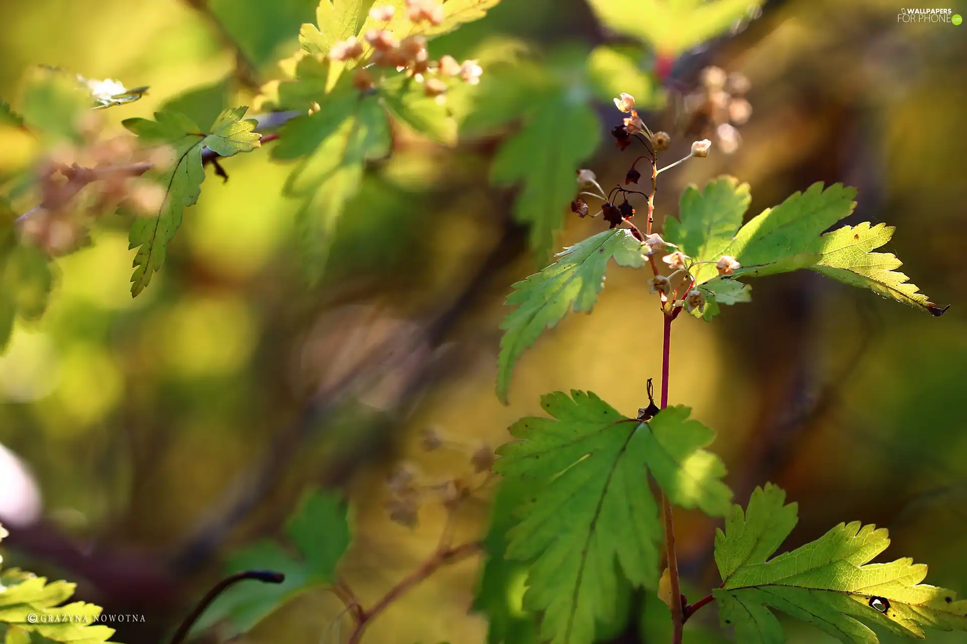 plant, Leaf, Twigs