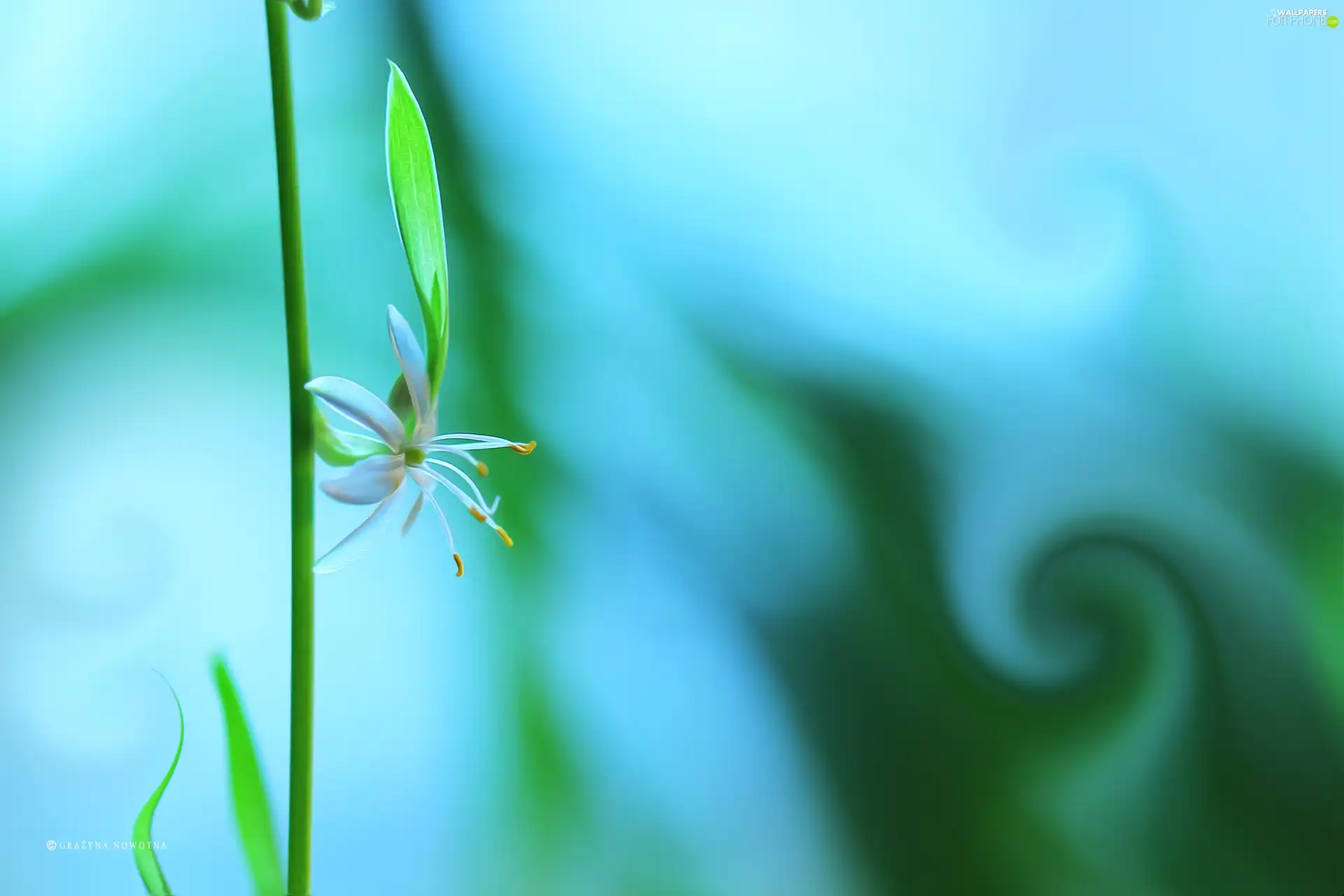 plant, Flower, White