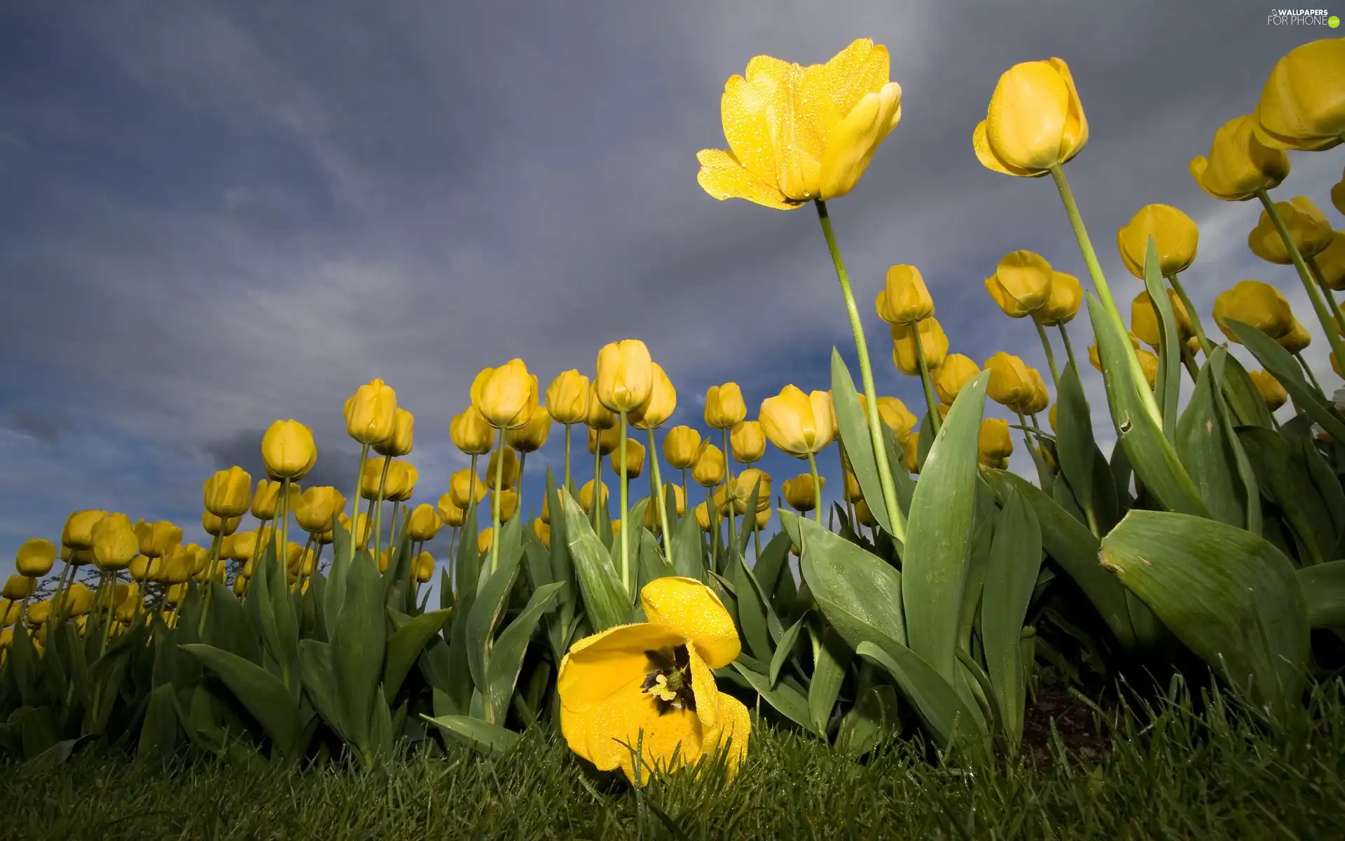 plantation, Yellow, Tulips