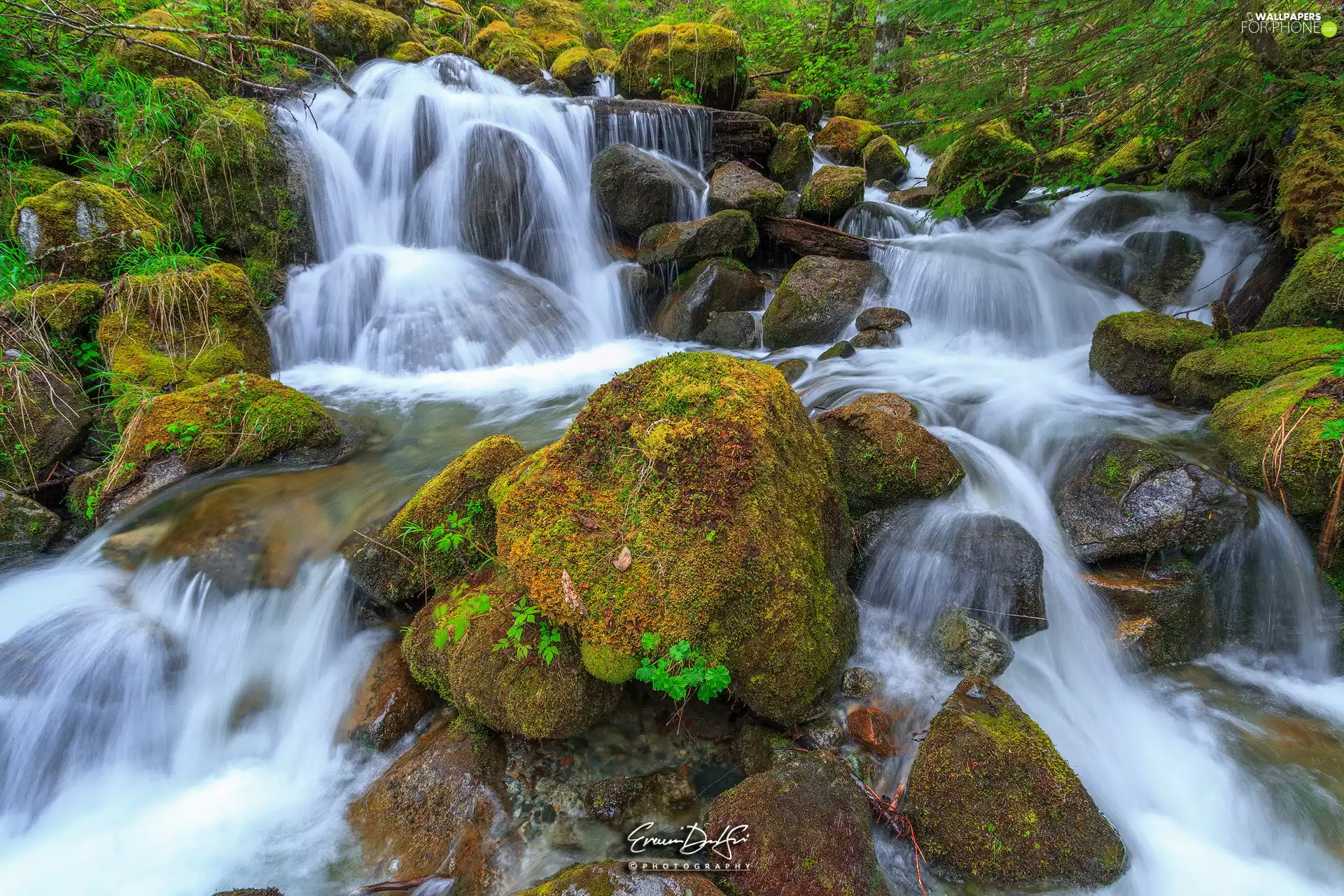 Stones, Plants, cascade, mossy, River