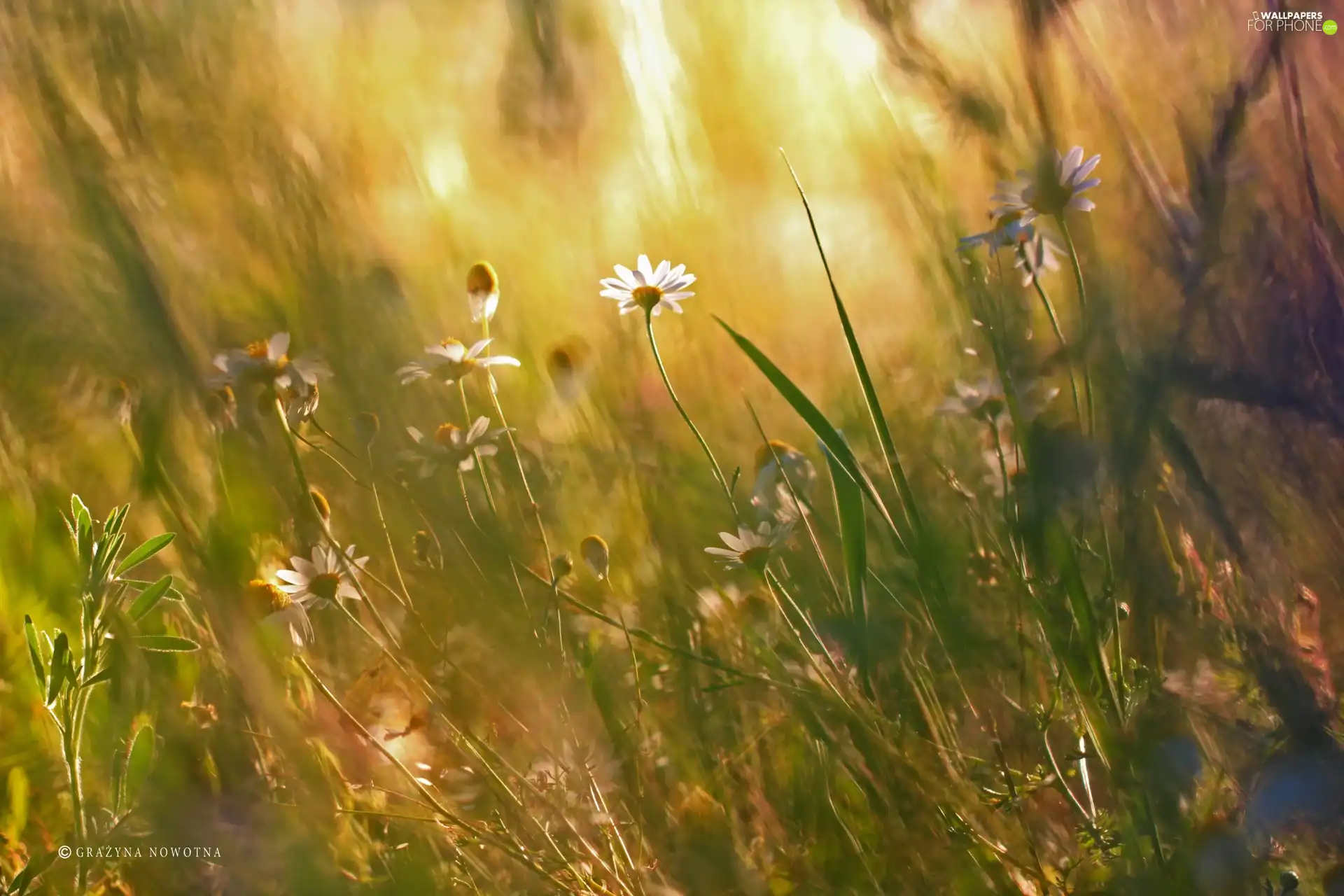 daisy, grass, Plants, Meadow - For phone wallpapers: 2048x1365