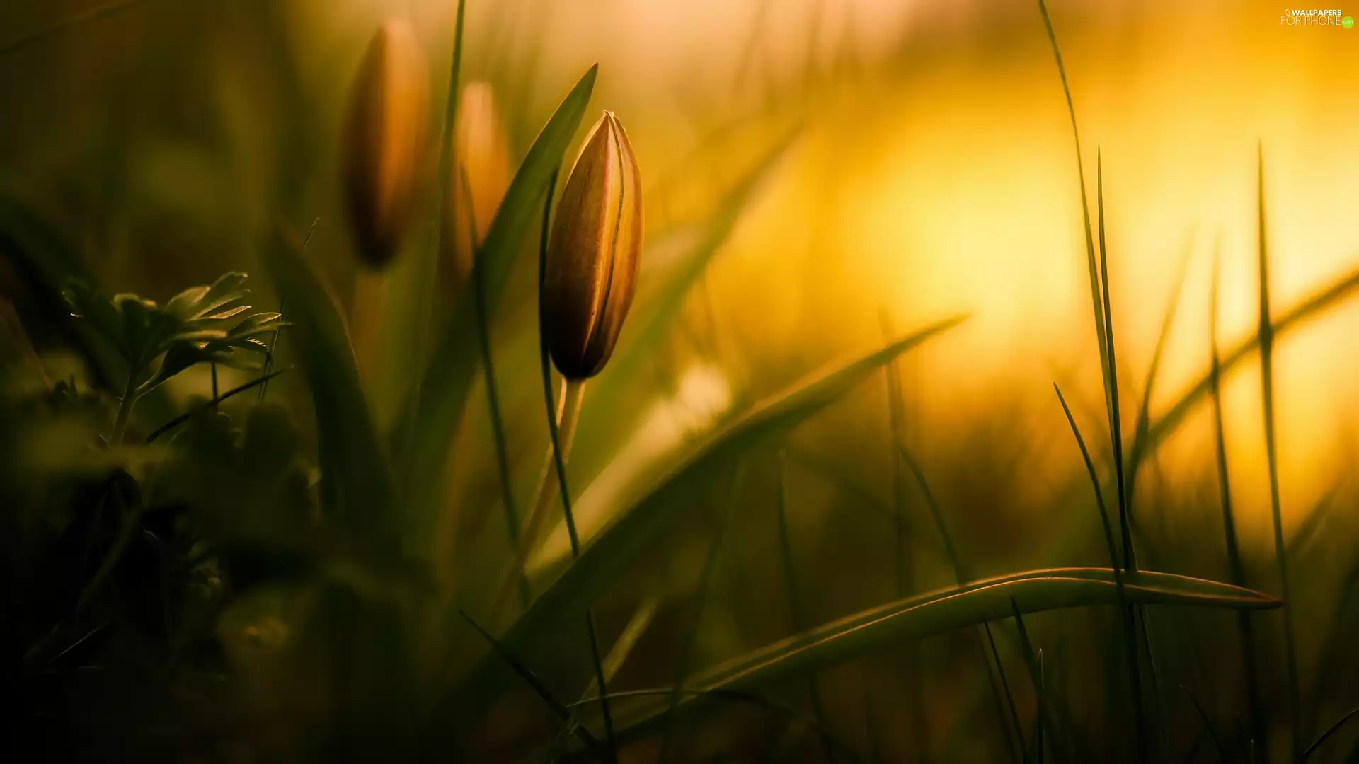 Plants, Flowers, donuts
