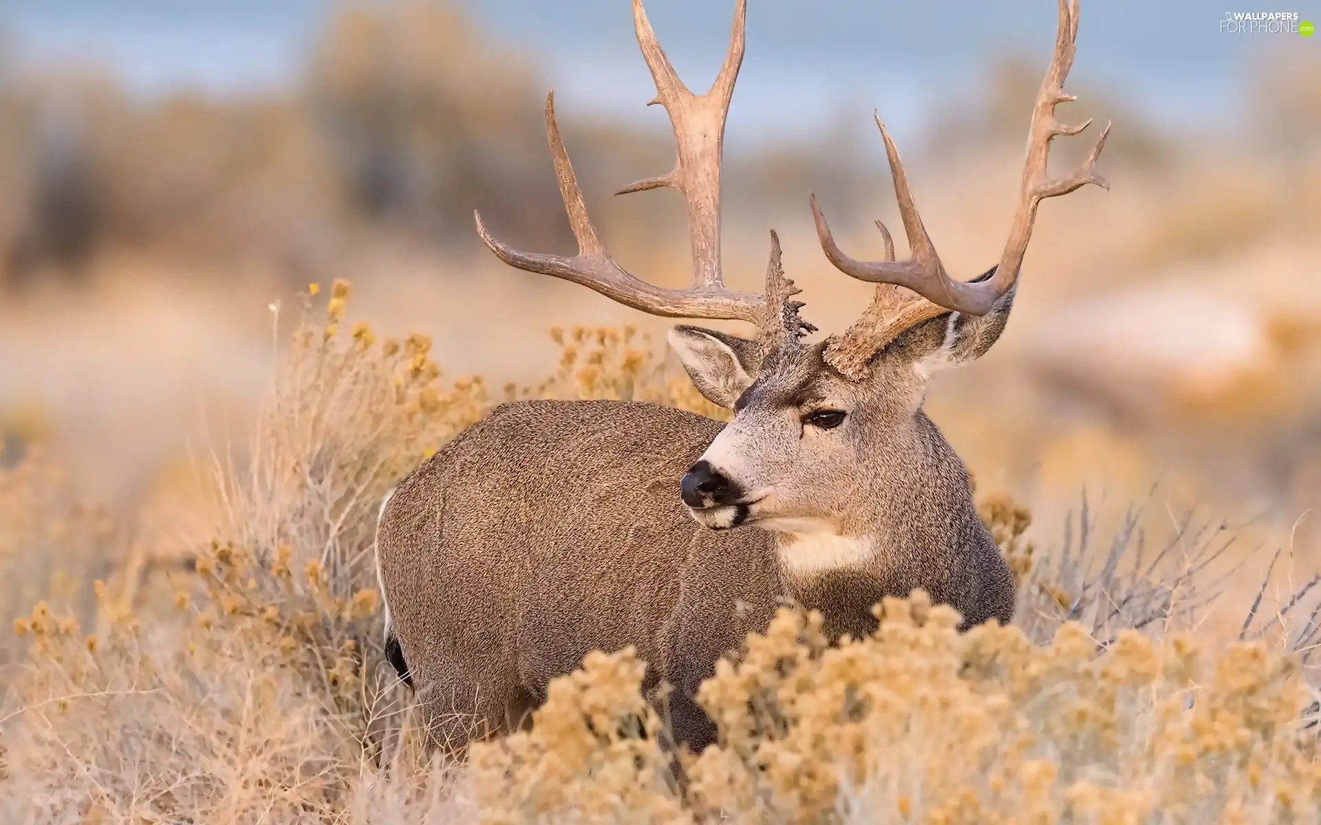 Plants, deer, dry