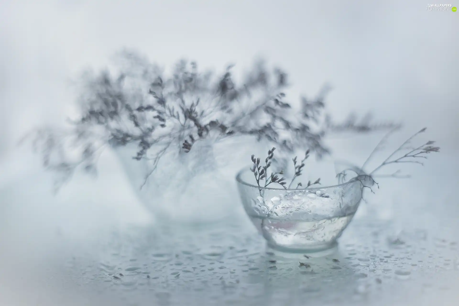 dry, glass, dishes, Plants