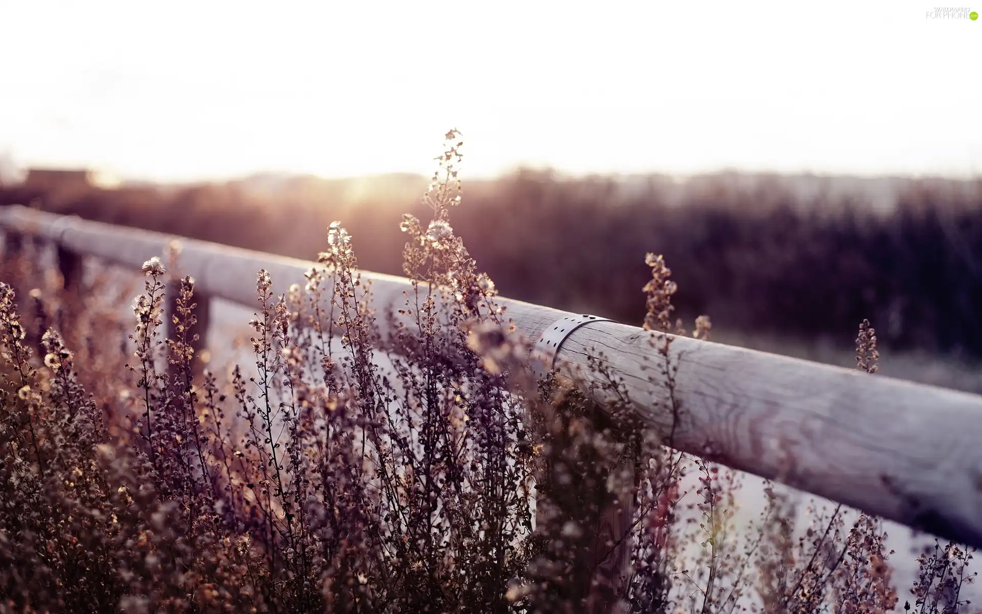 Plants, Fance, dry