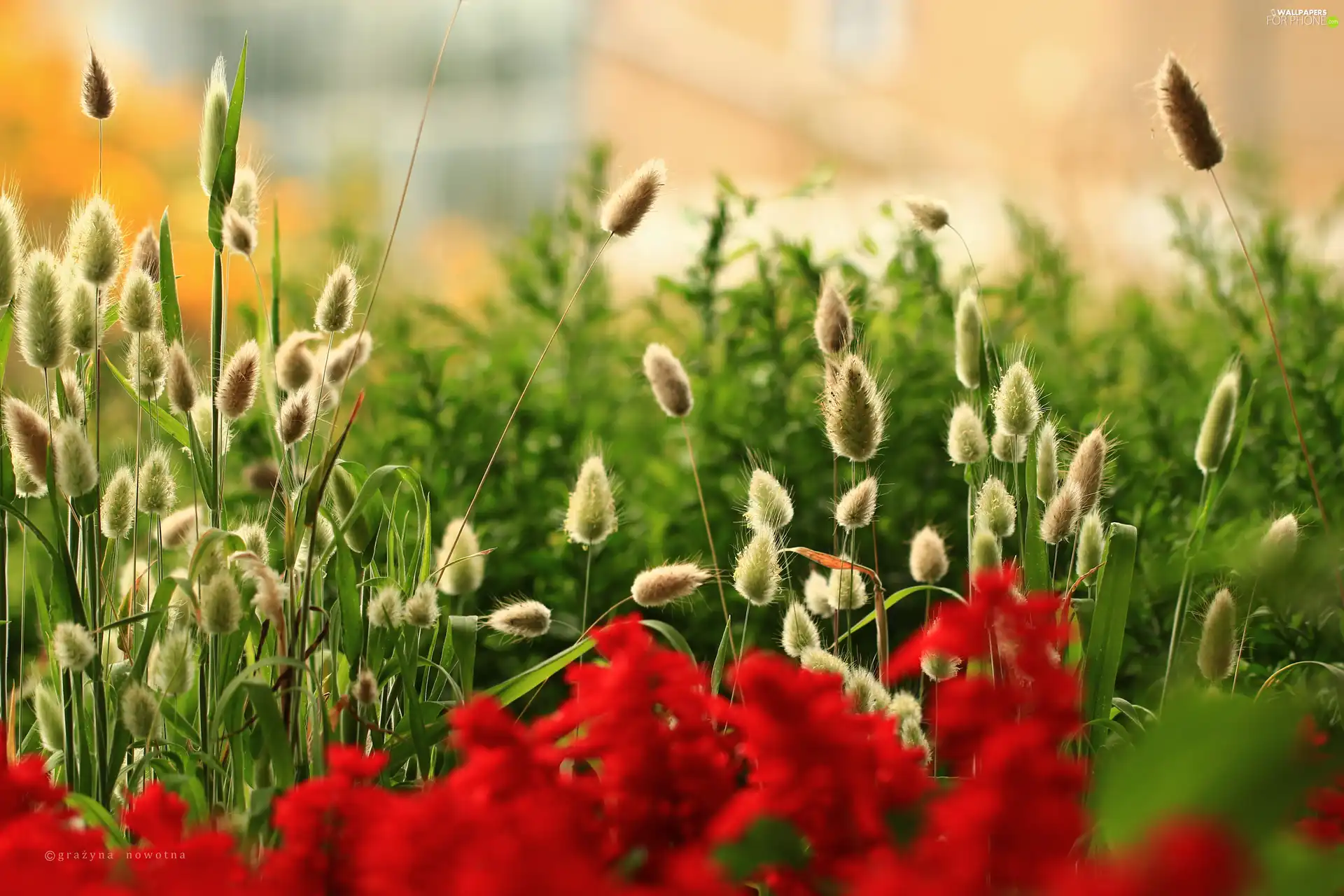 Plants, grass, Flowers