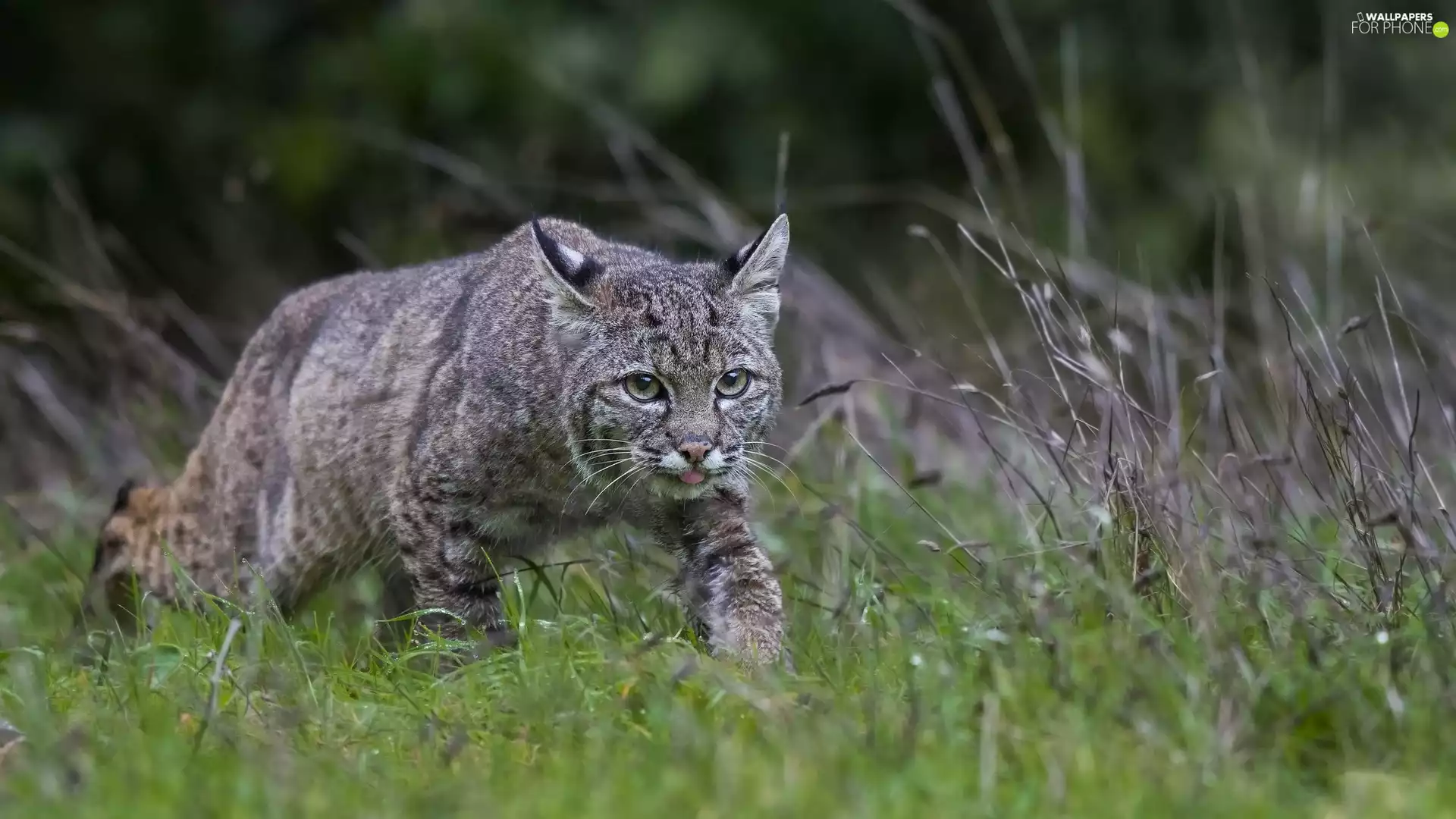 Plants, Bobcat, grass