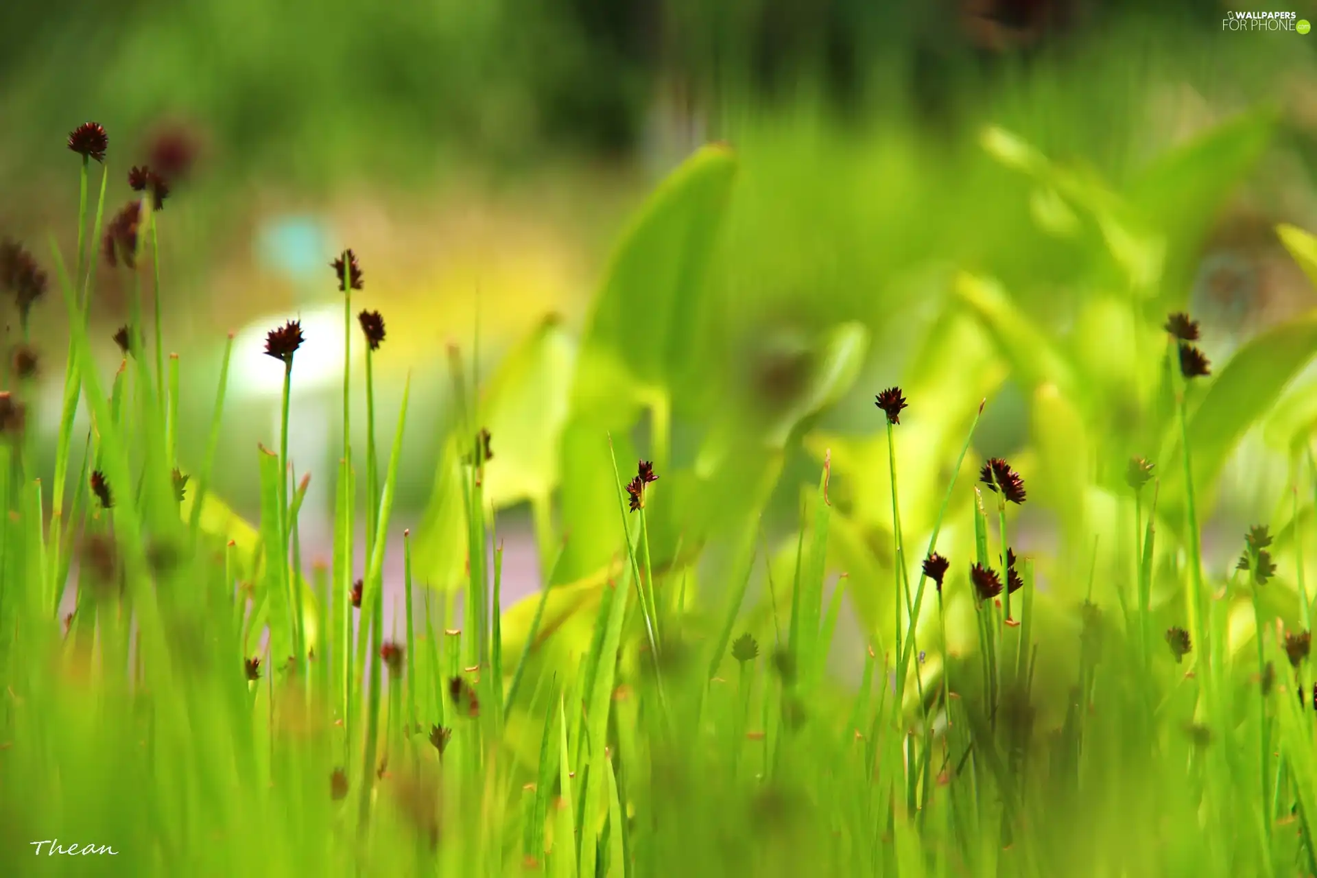 grass, Plants