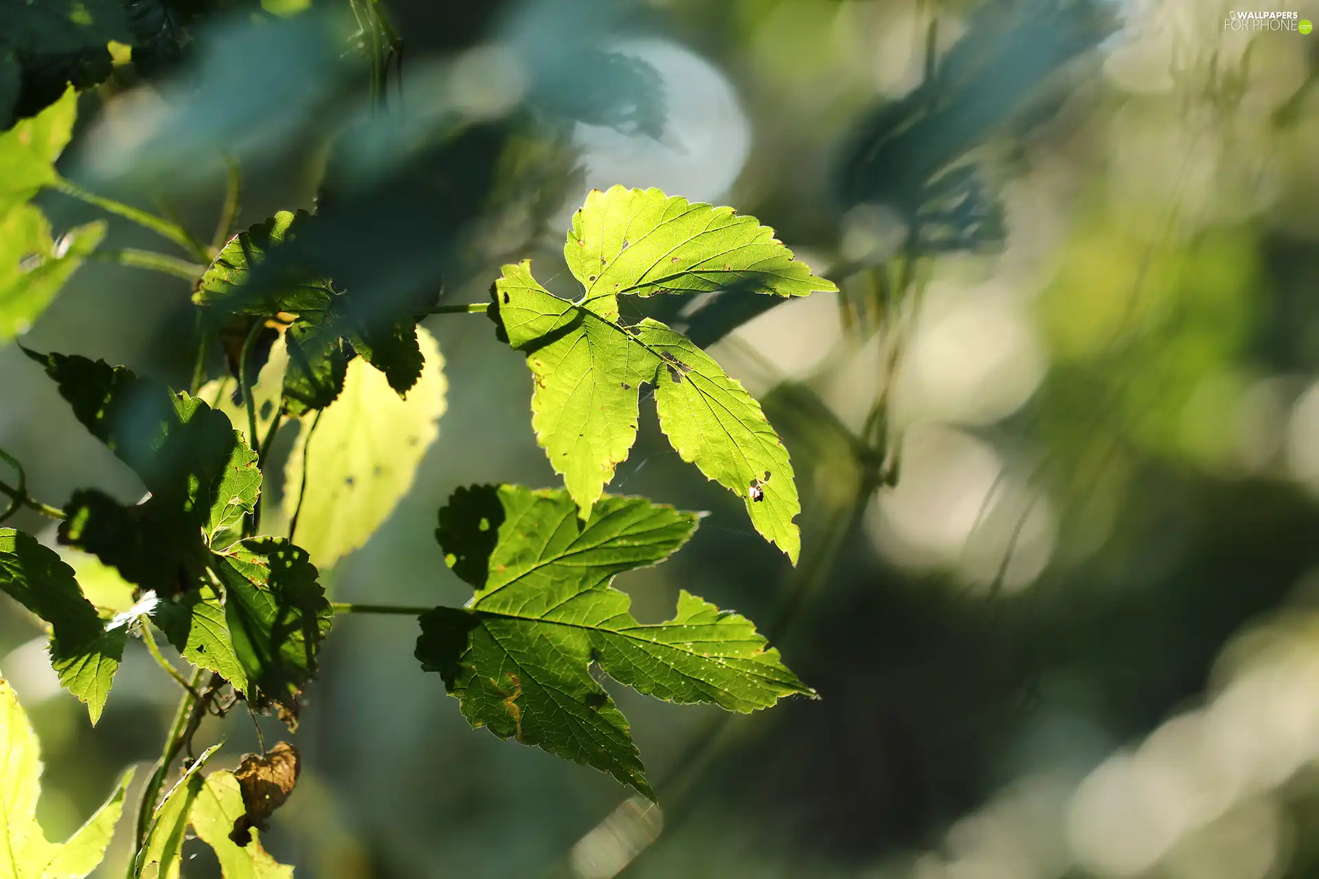 illuminated, Leaf, Plants, green ones