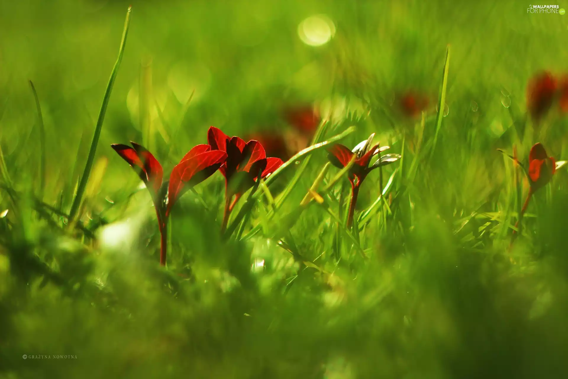 Plants, Red, Leaf