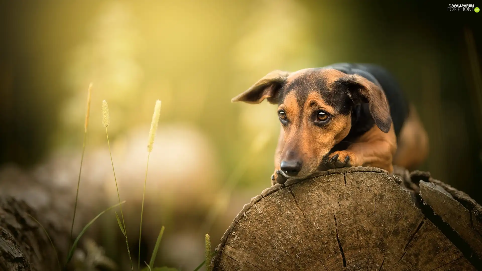 plants, dog, log