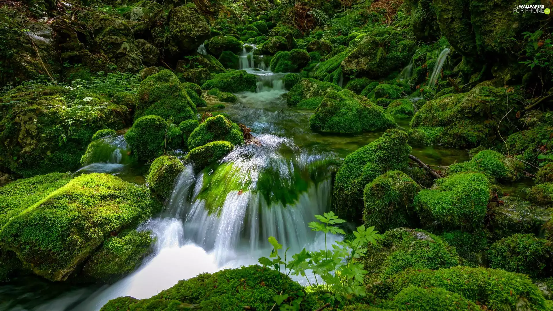 Moss, Plants, mossy, Stones, stream