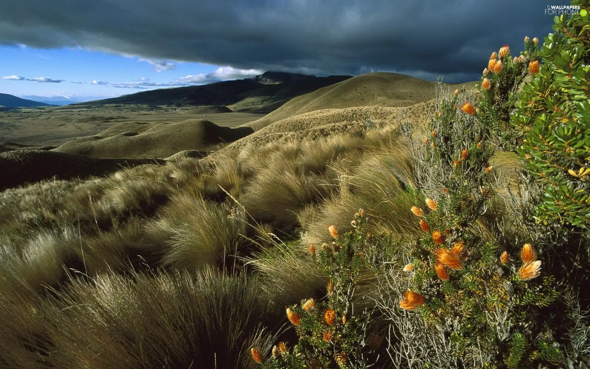 Mountains, flourishing, Plants, clouds