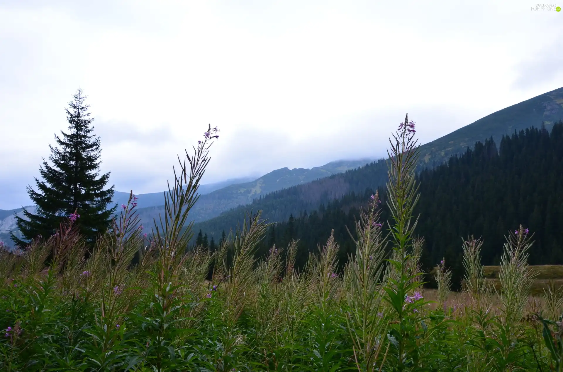 Mountains, Plants