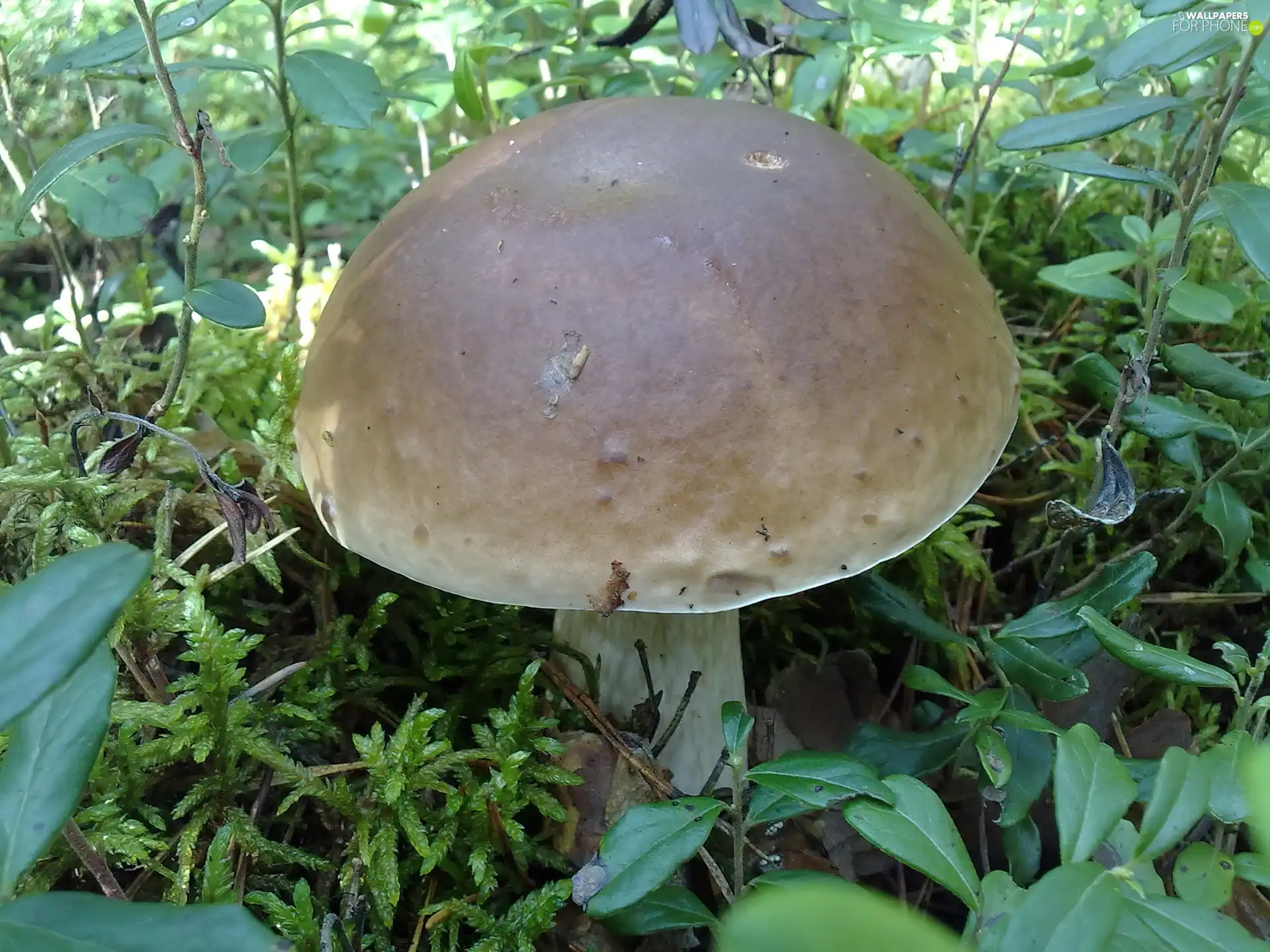Plants, Beatyfull, Mushrooms