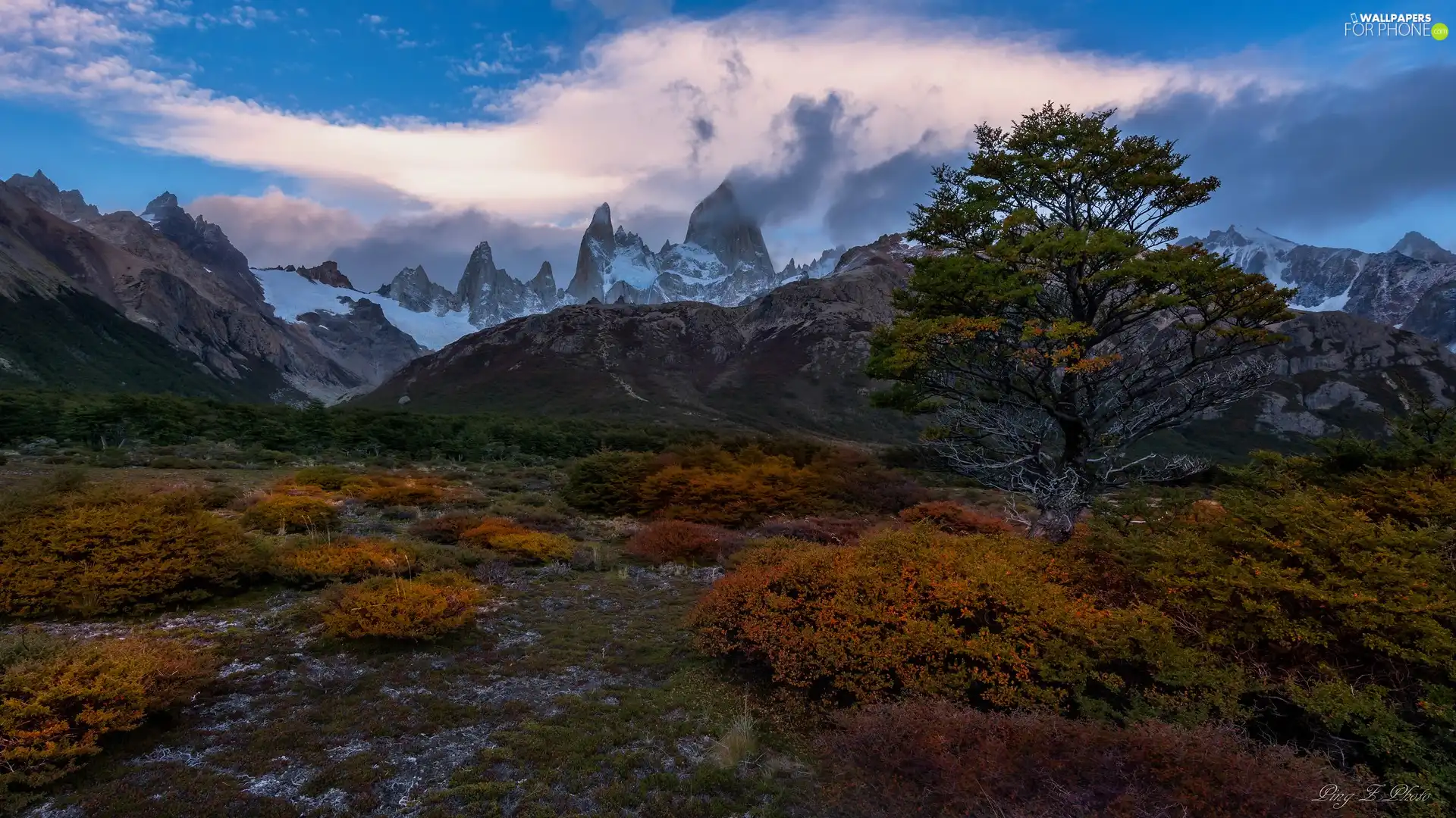 Plants, trees, Patagonia, Yellowed, Mountains, Los Glaciares National Park, Argentina
