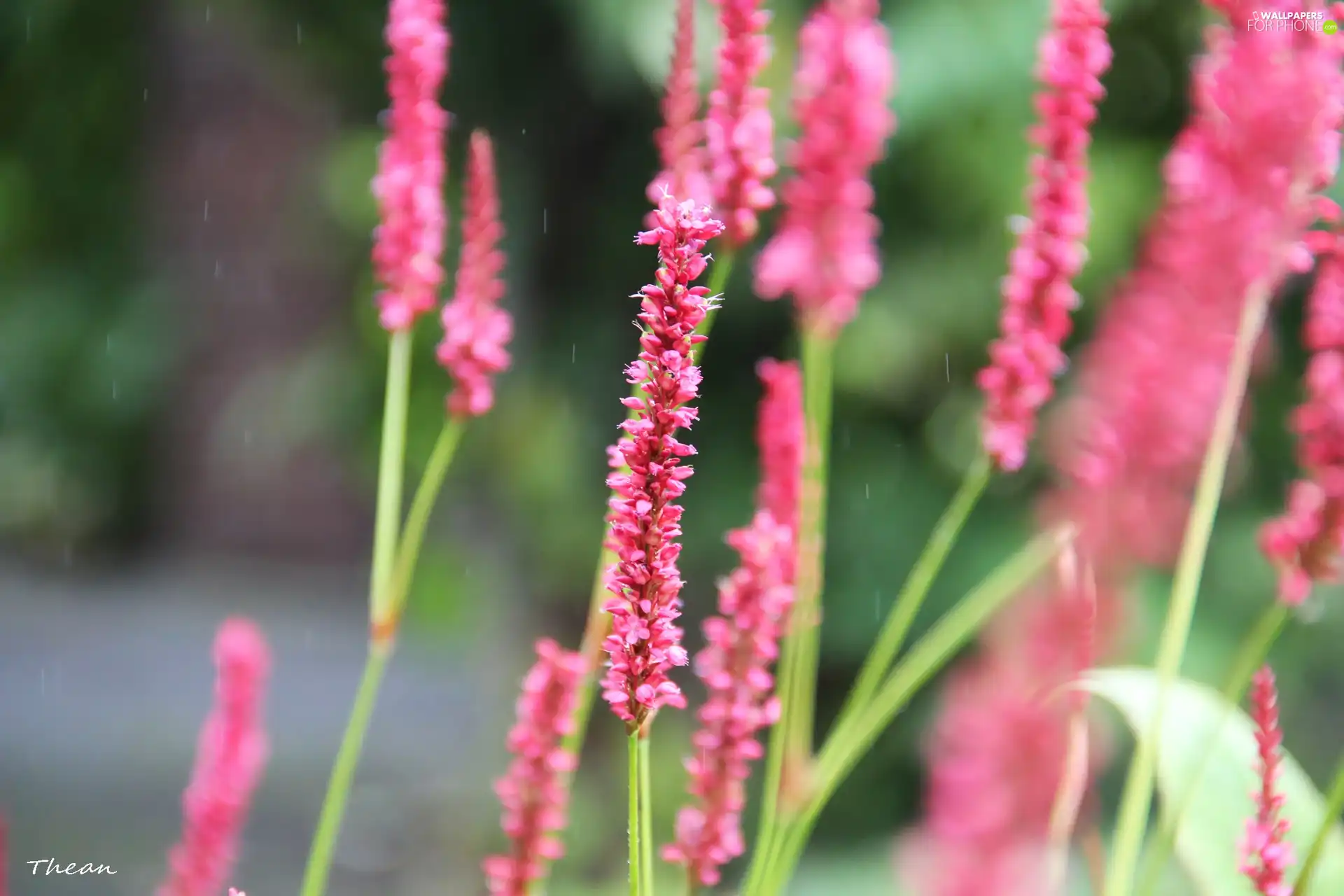 Pink, plants