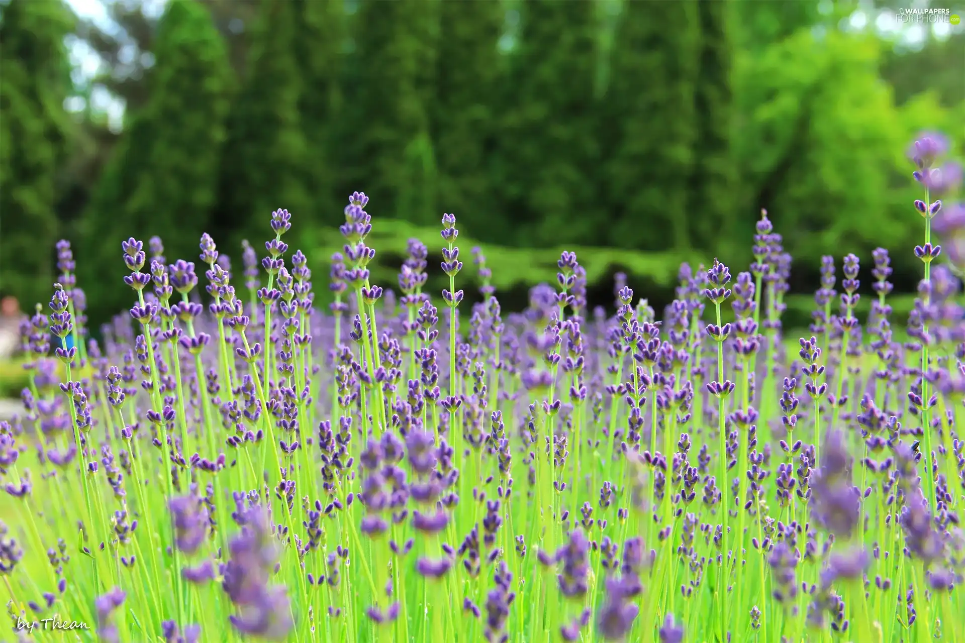 purple, plants