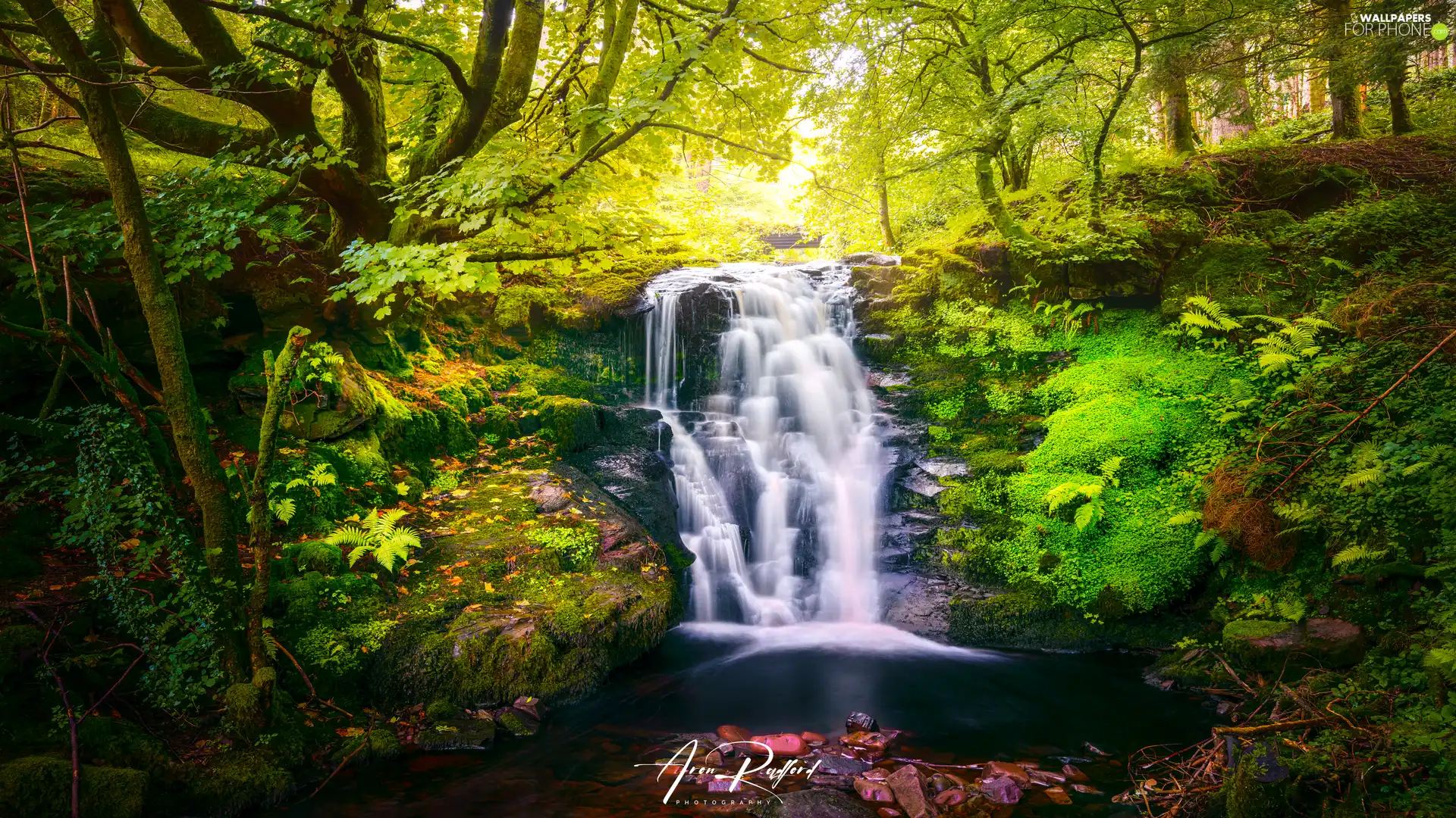 River, forest, fern, Plants, Stones, Rocks