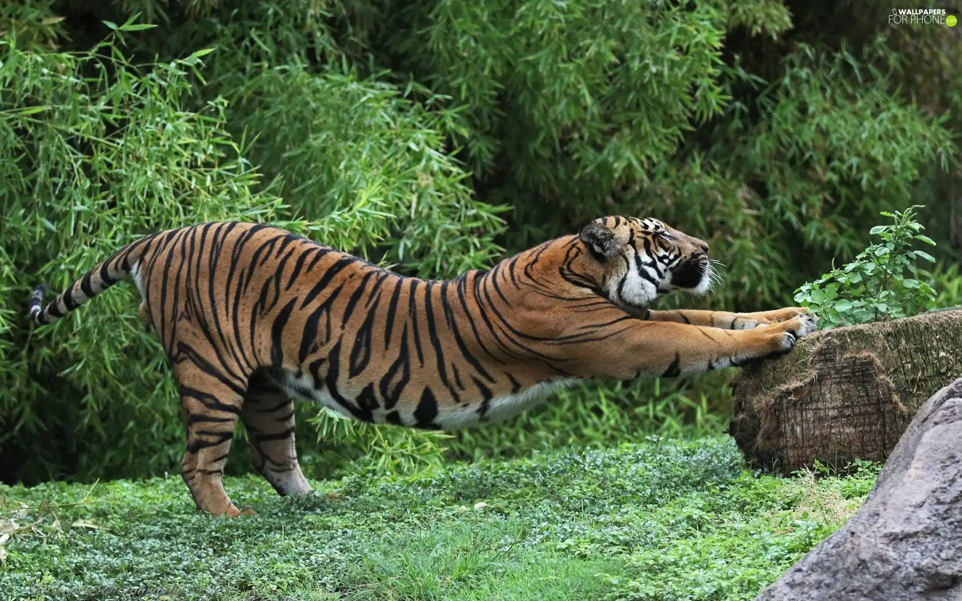 Plants, tiger, Stone