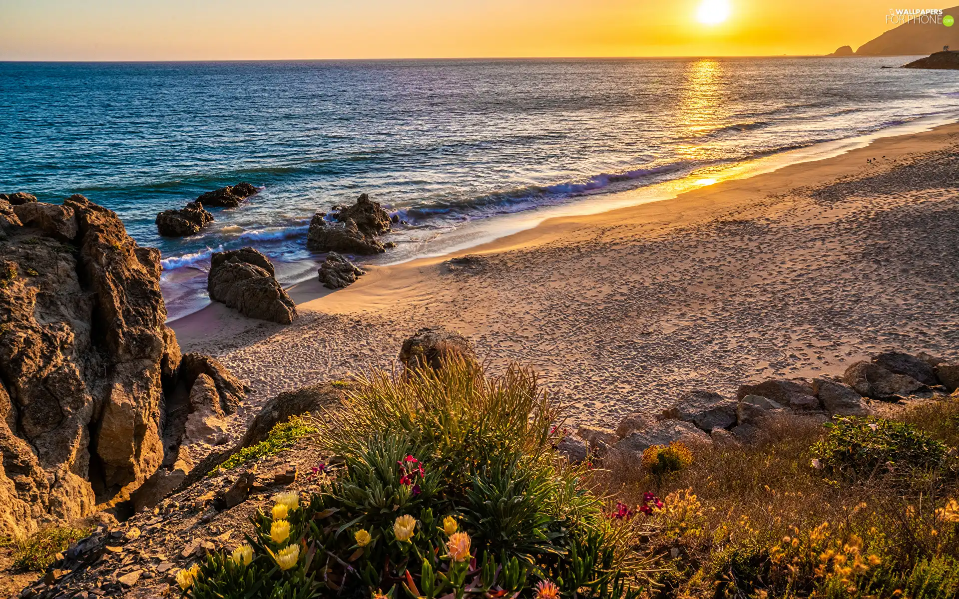 Flowers, Beaches, Stones, Plants, sea, rocks, sun