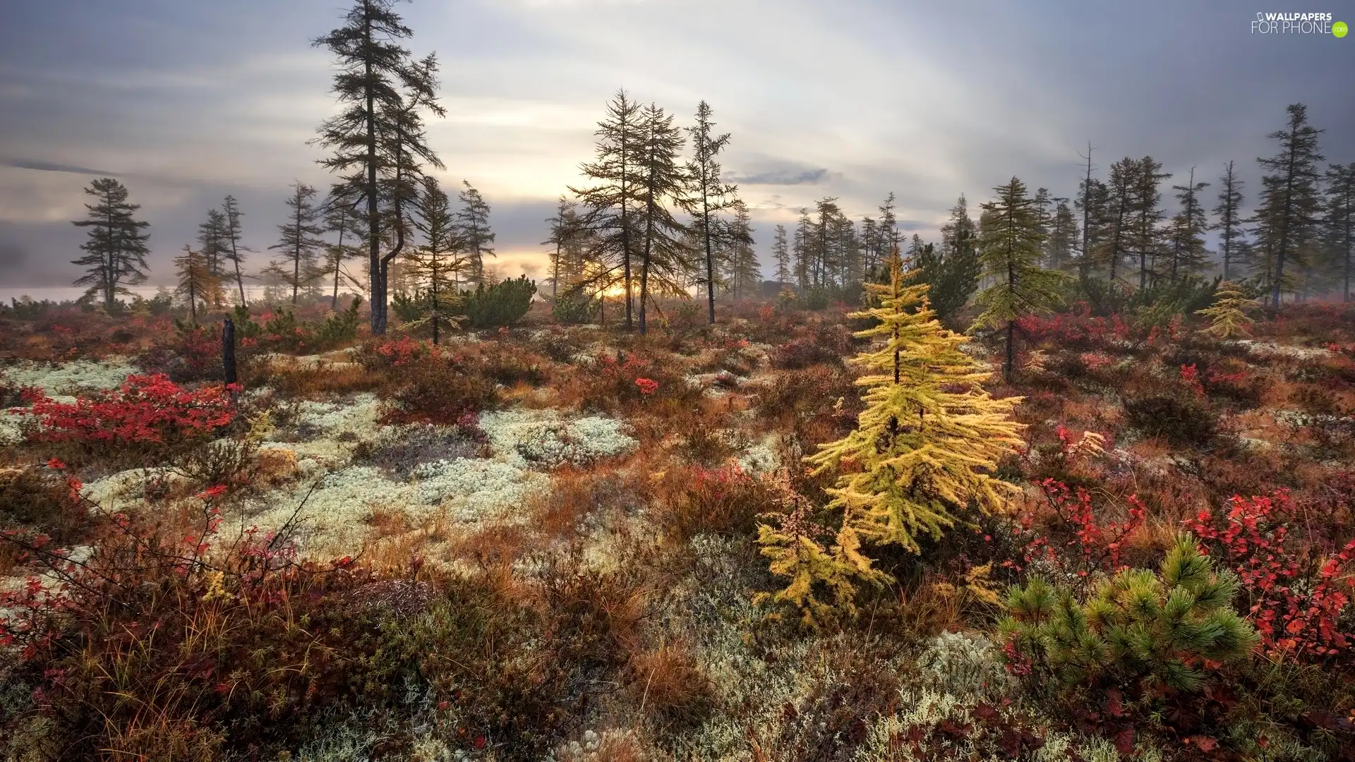 Bush, Plants, trees, viewes, autumn