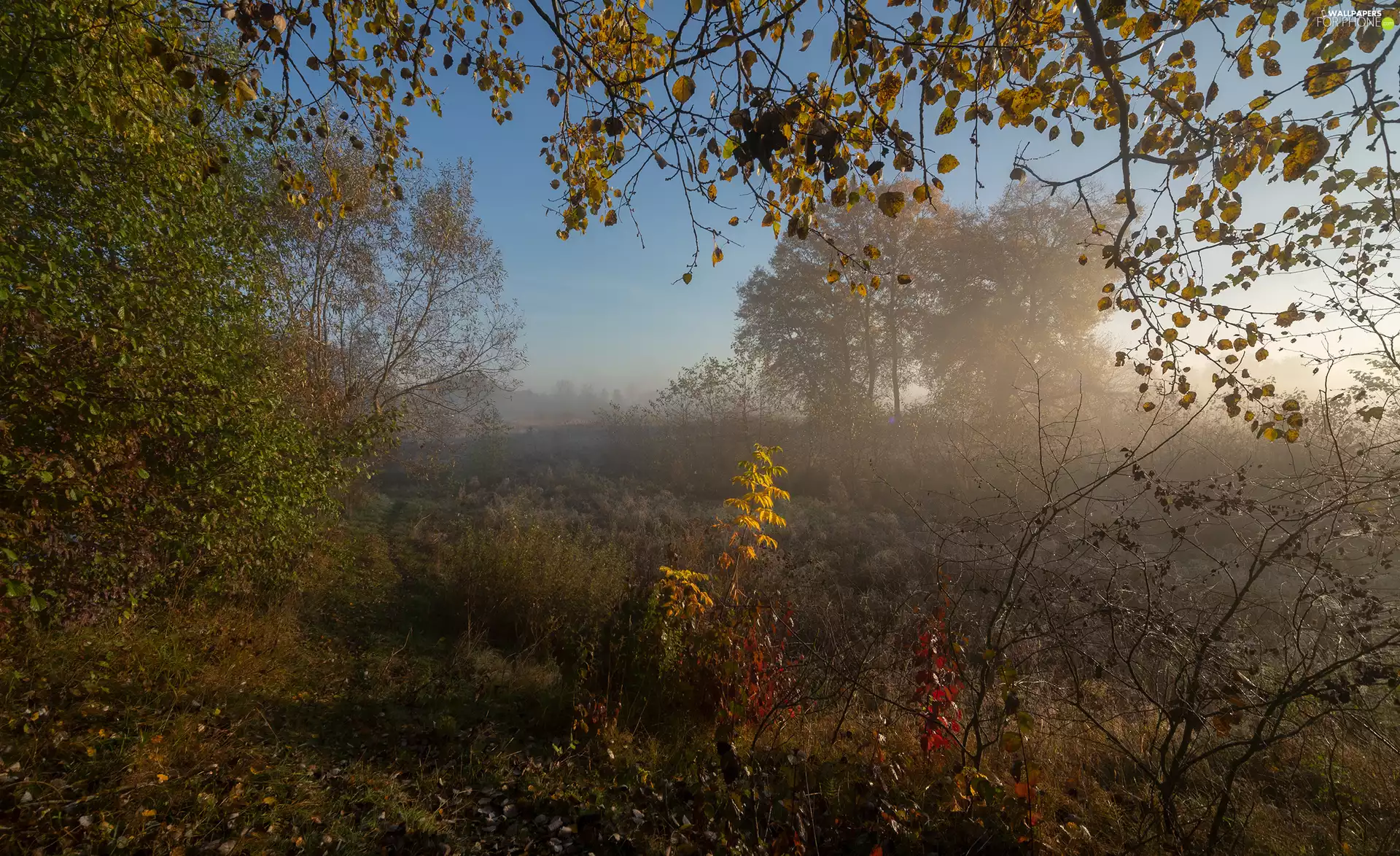 viewes, autumn, Flowers, Plants, Meadow, trees