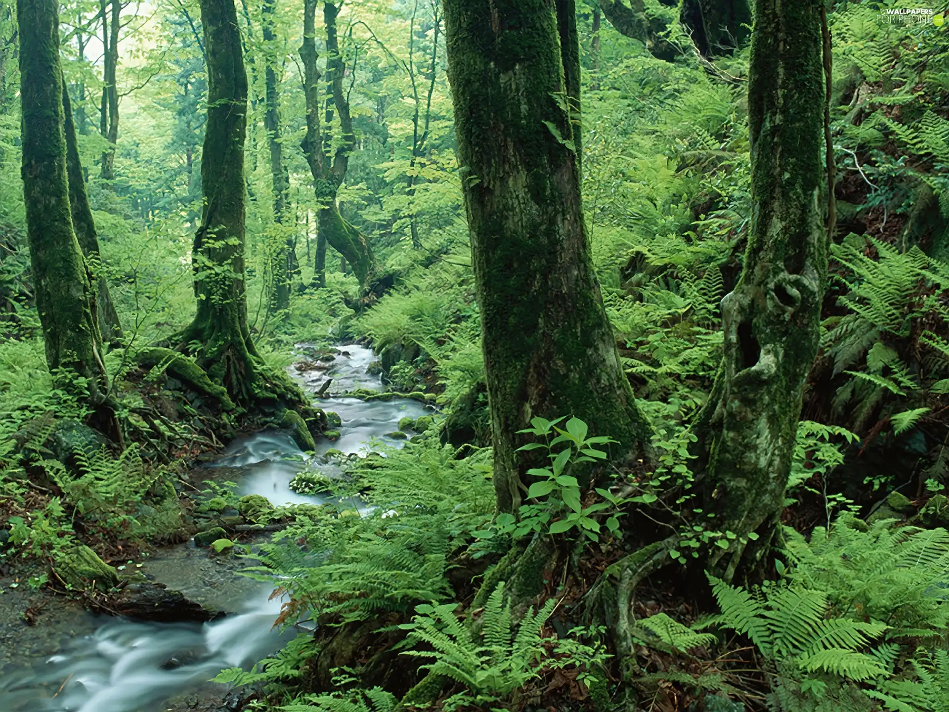 viewes, green ones, narrow, trees, forest, Plants, stream