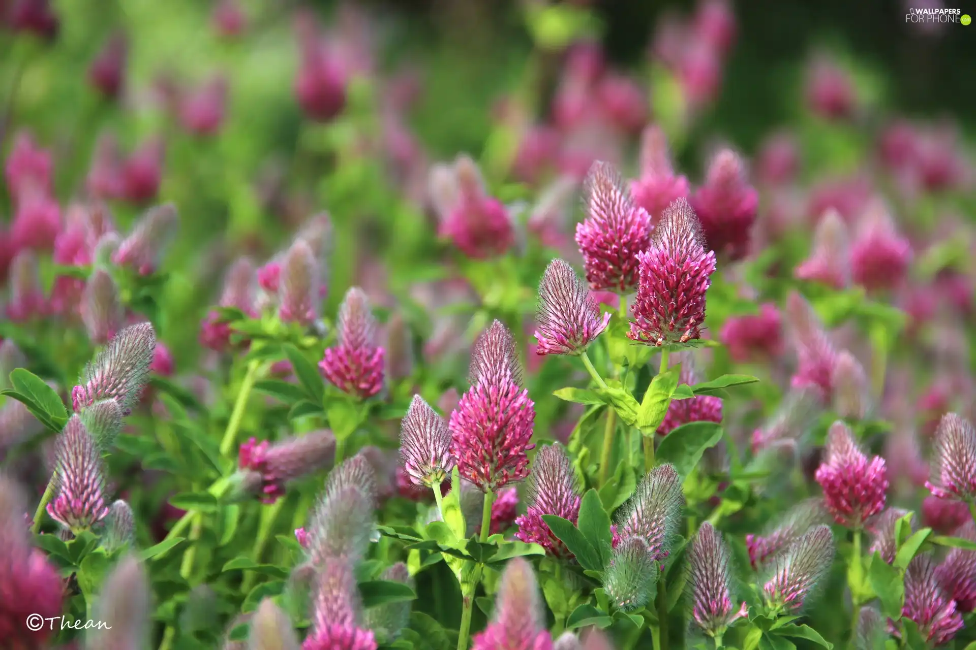 Plants, Pink, trefoil