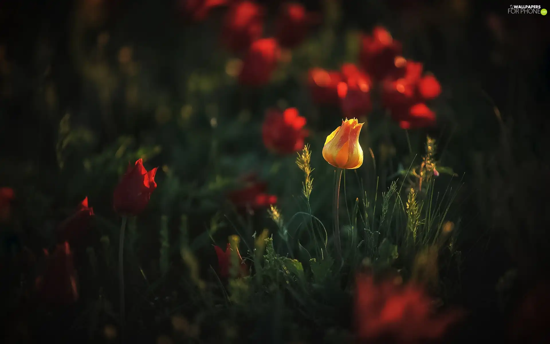 Plants, Meadow, Tulips