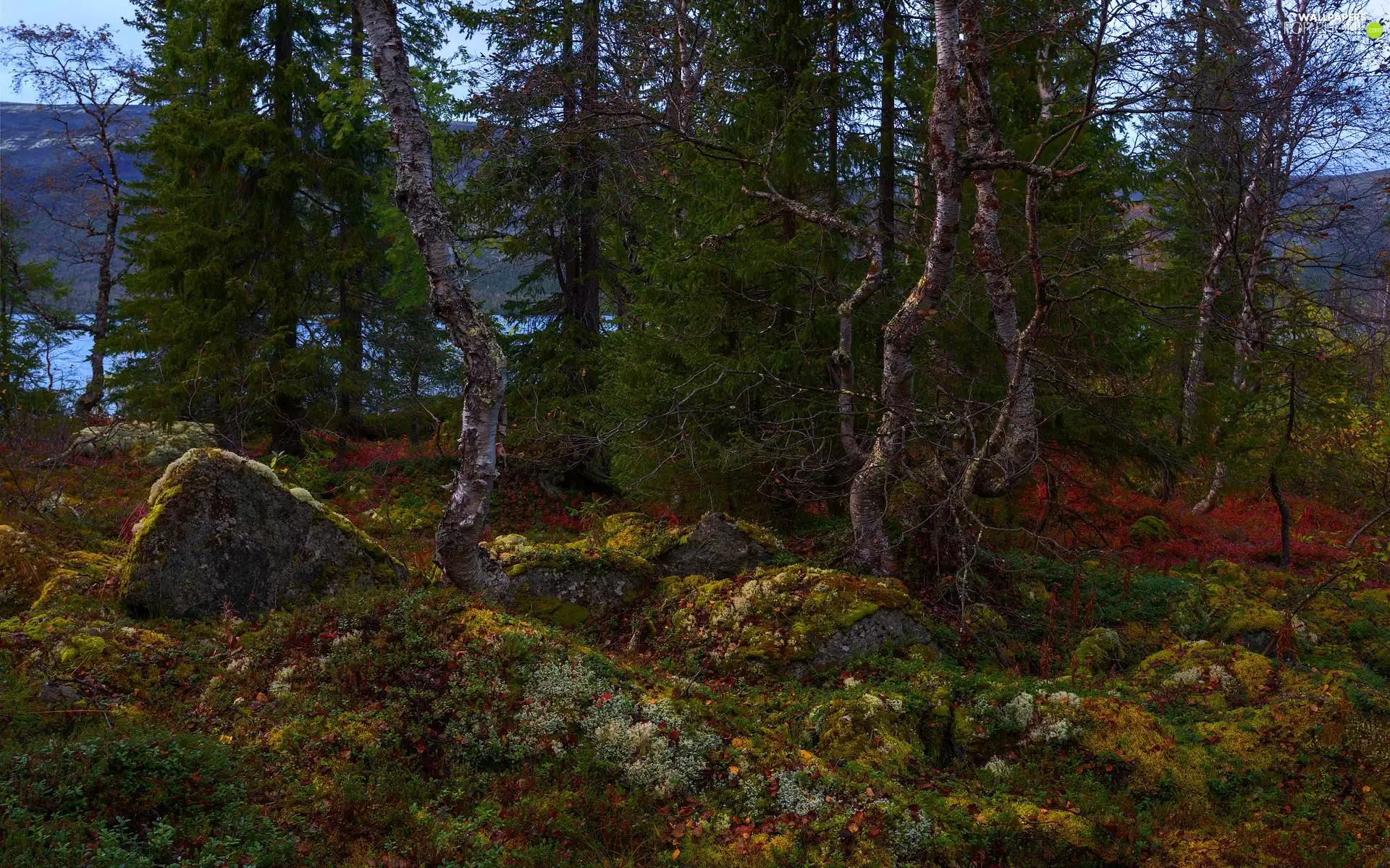 color, Plants, viewes, Stones, trees