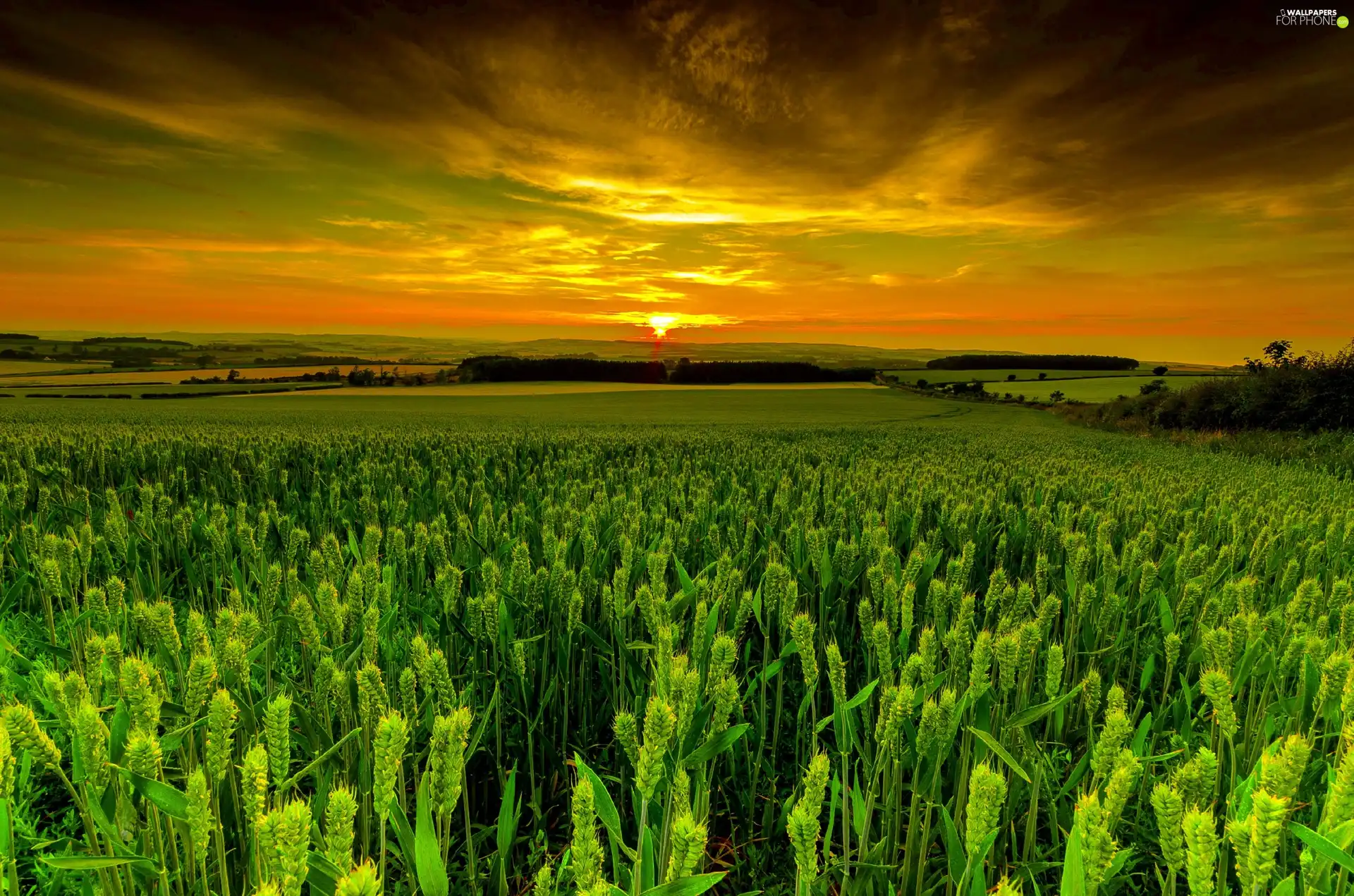 west, field, Plants, sun