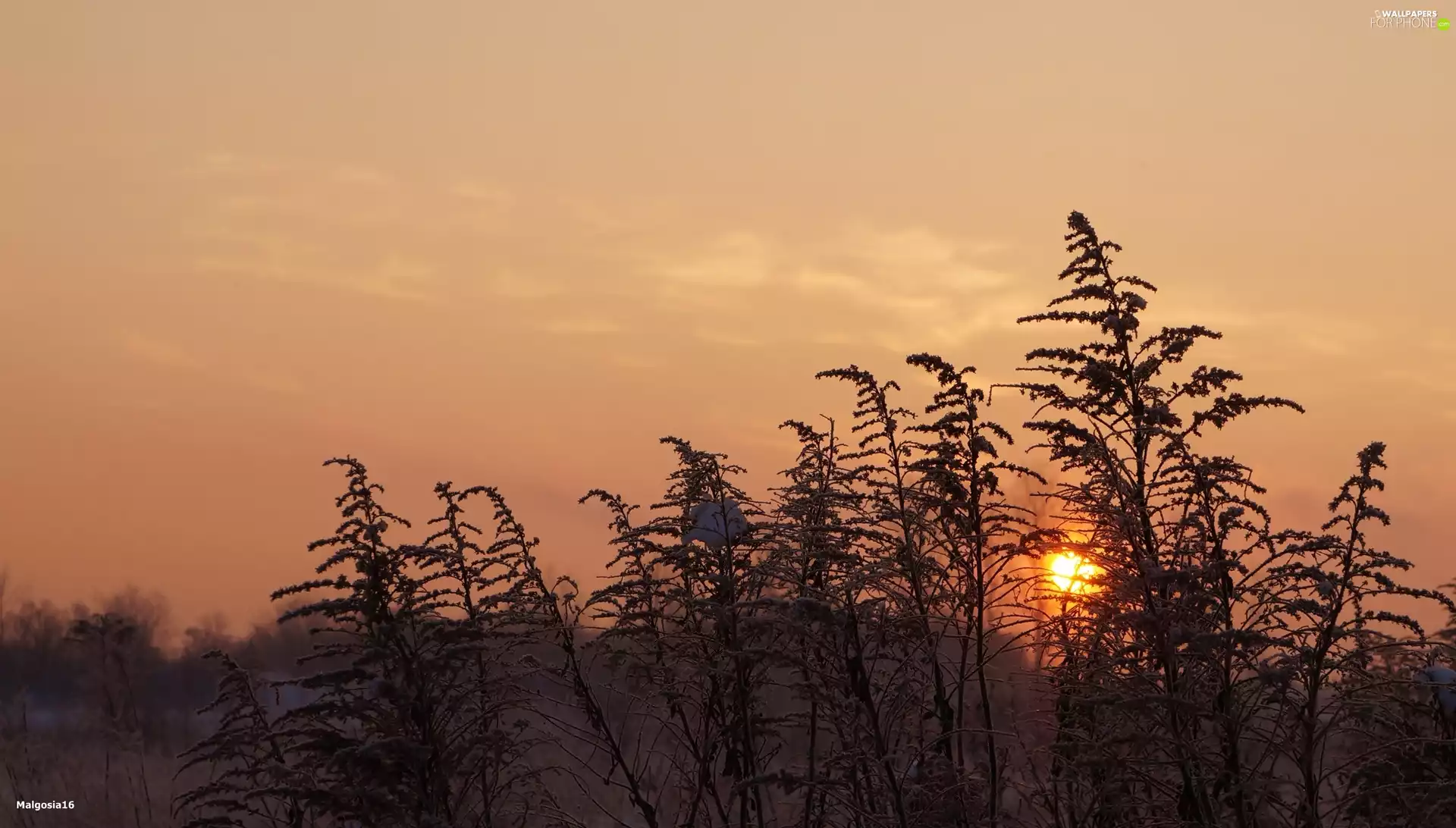 Plants, Sunrise, withered