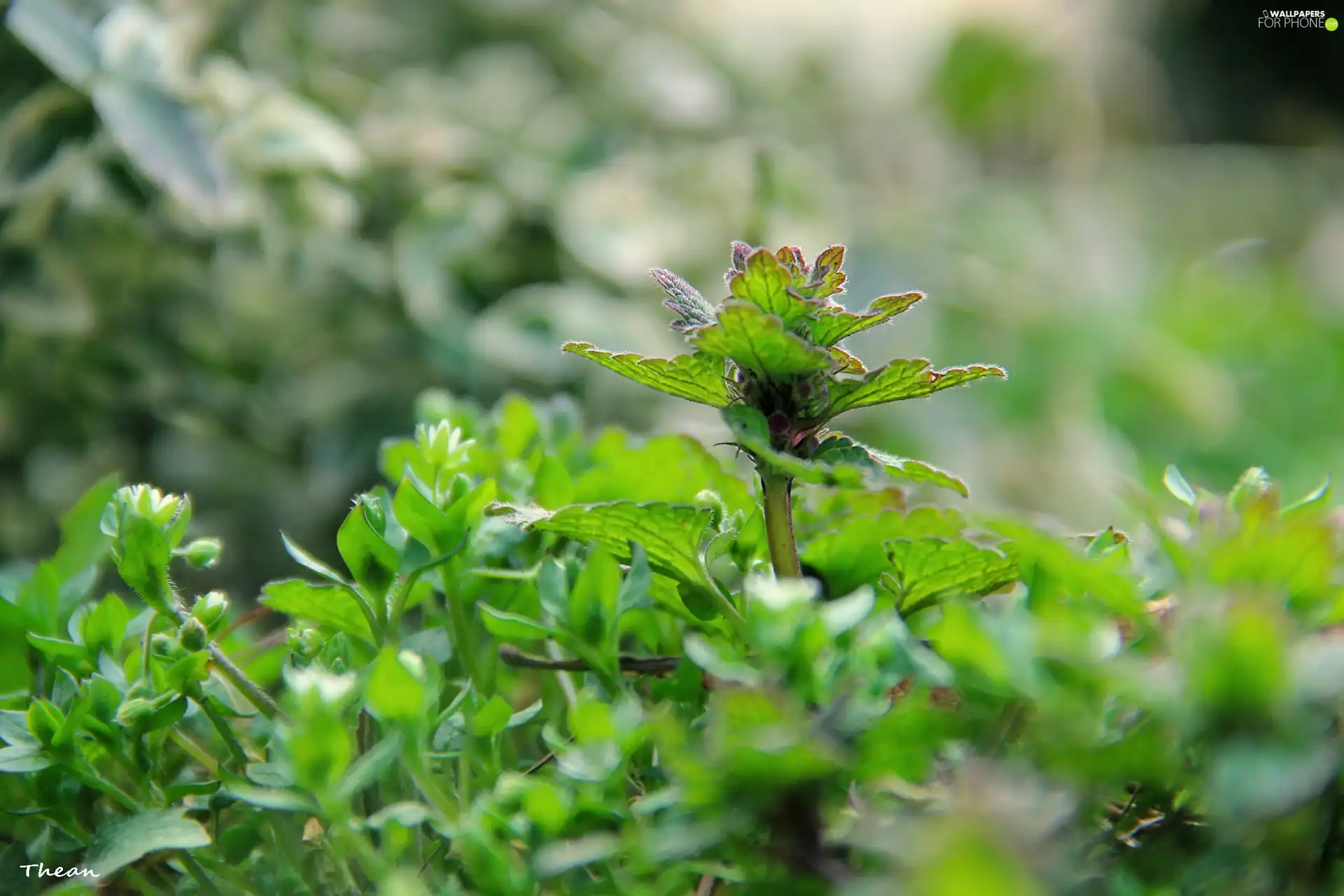 young, plants