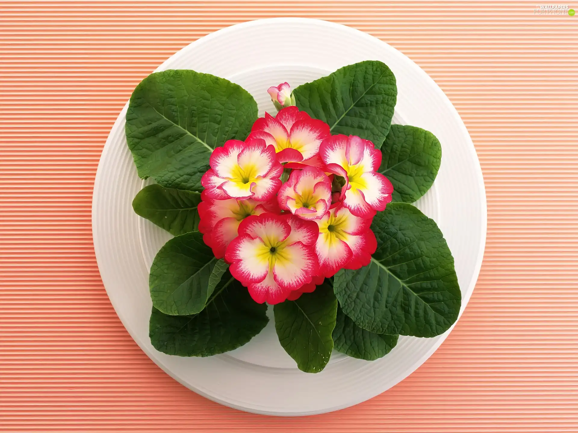 plate, composition, Flower
