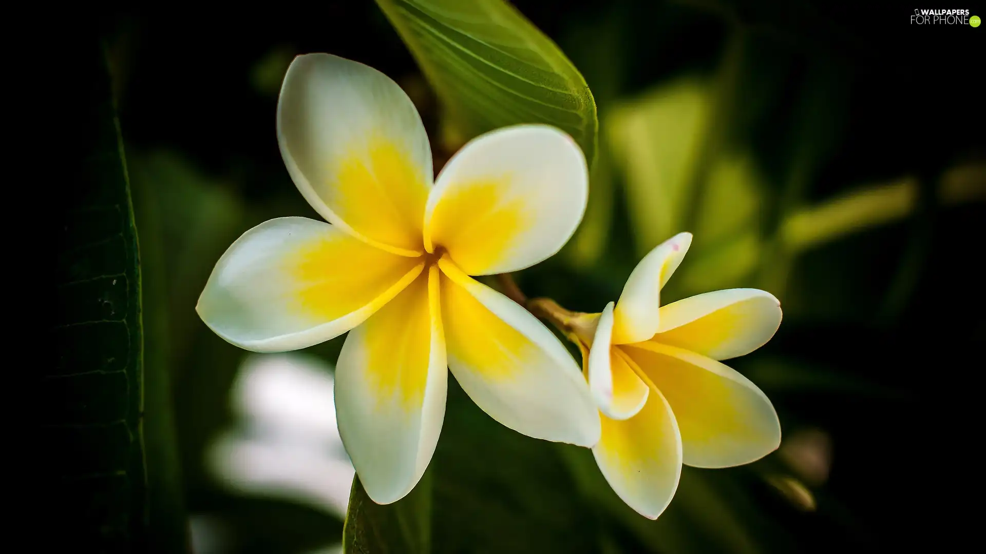 Plumeria