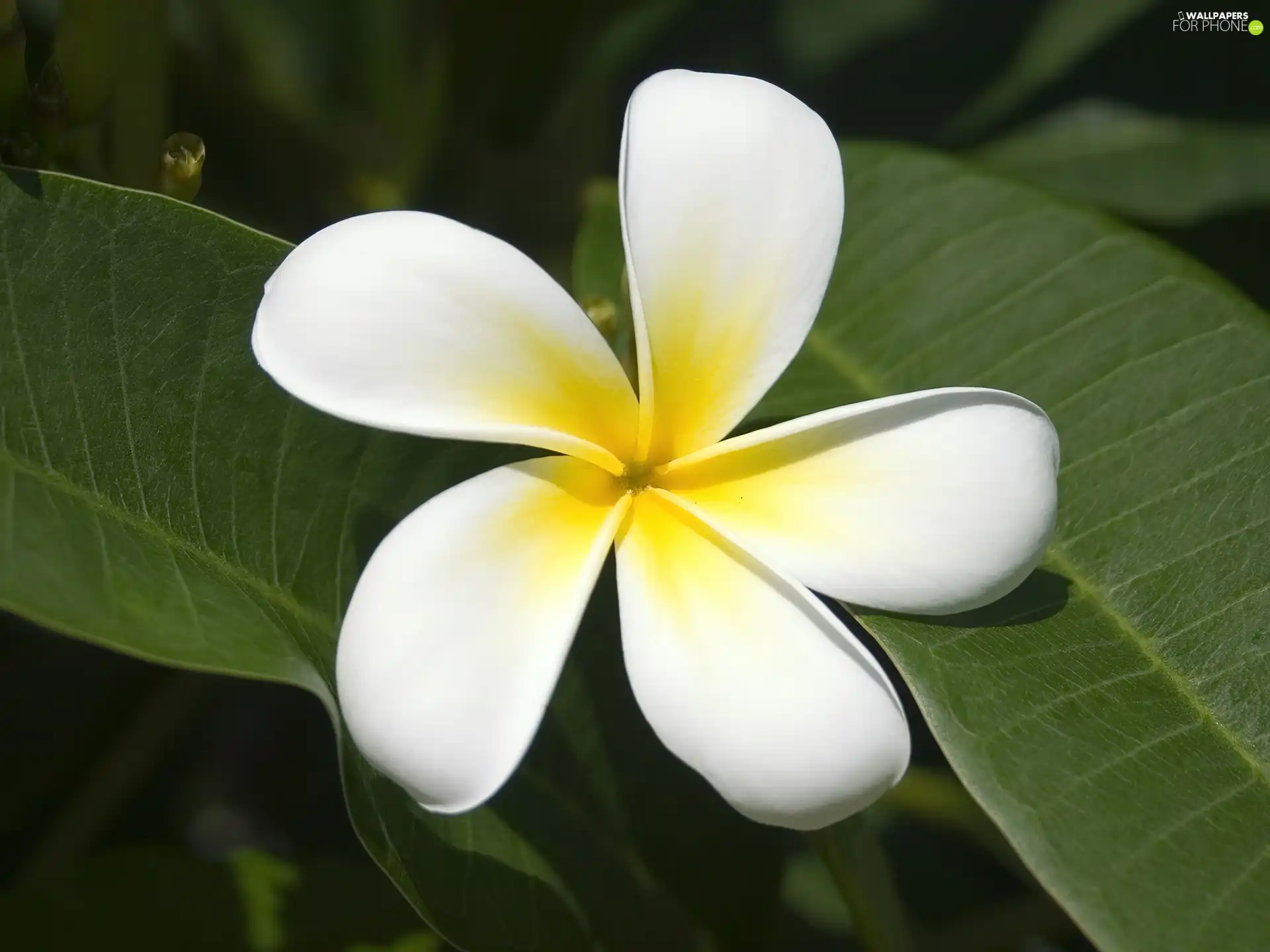 Plumeria