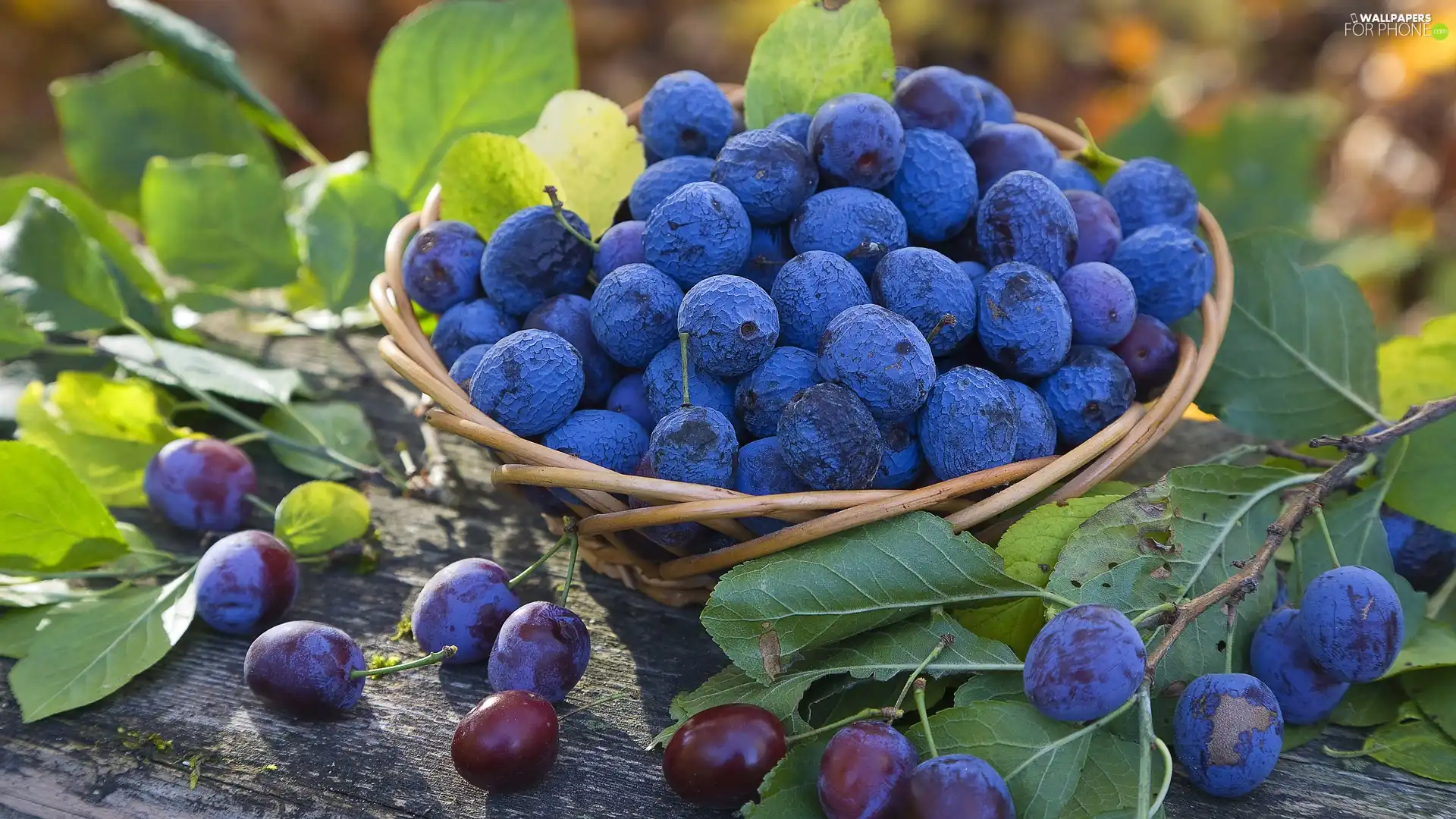 basket, plums