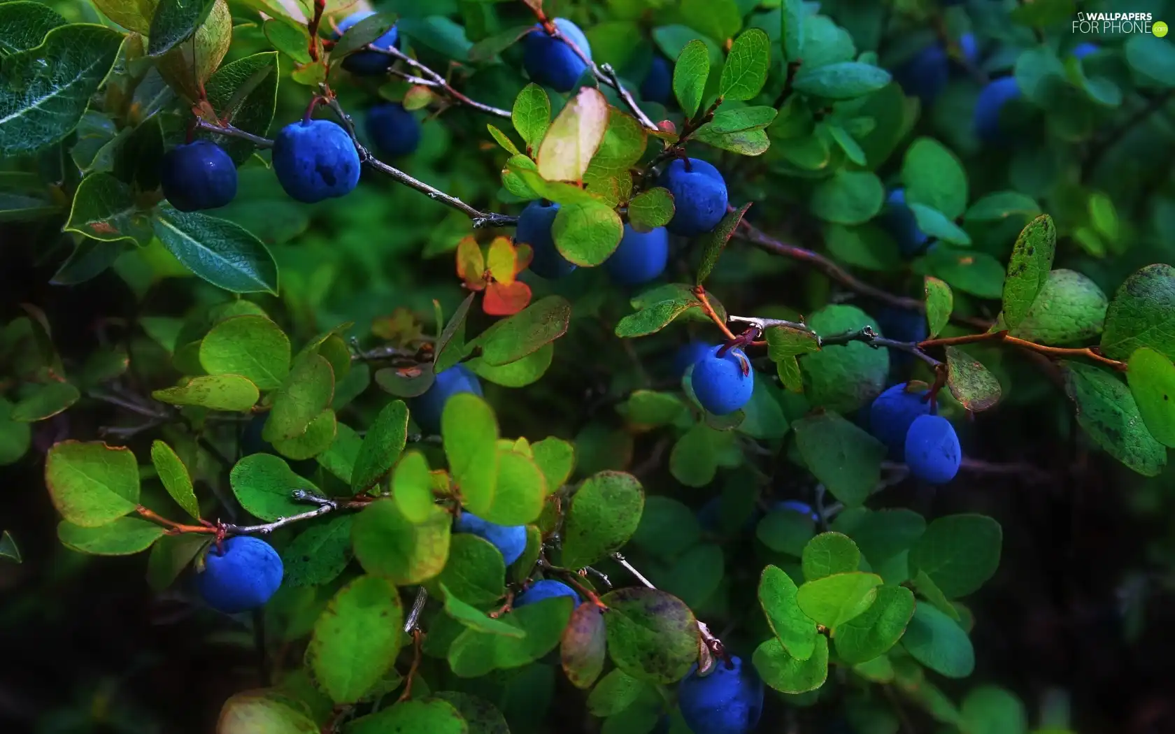 plums, trees, Leaf