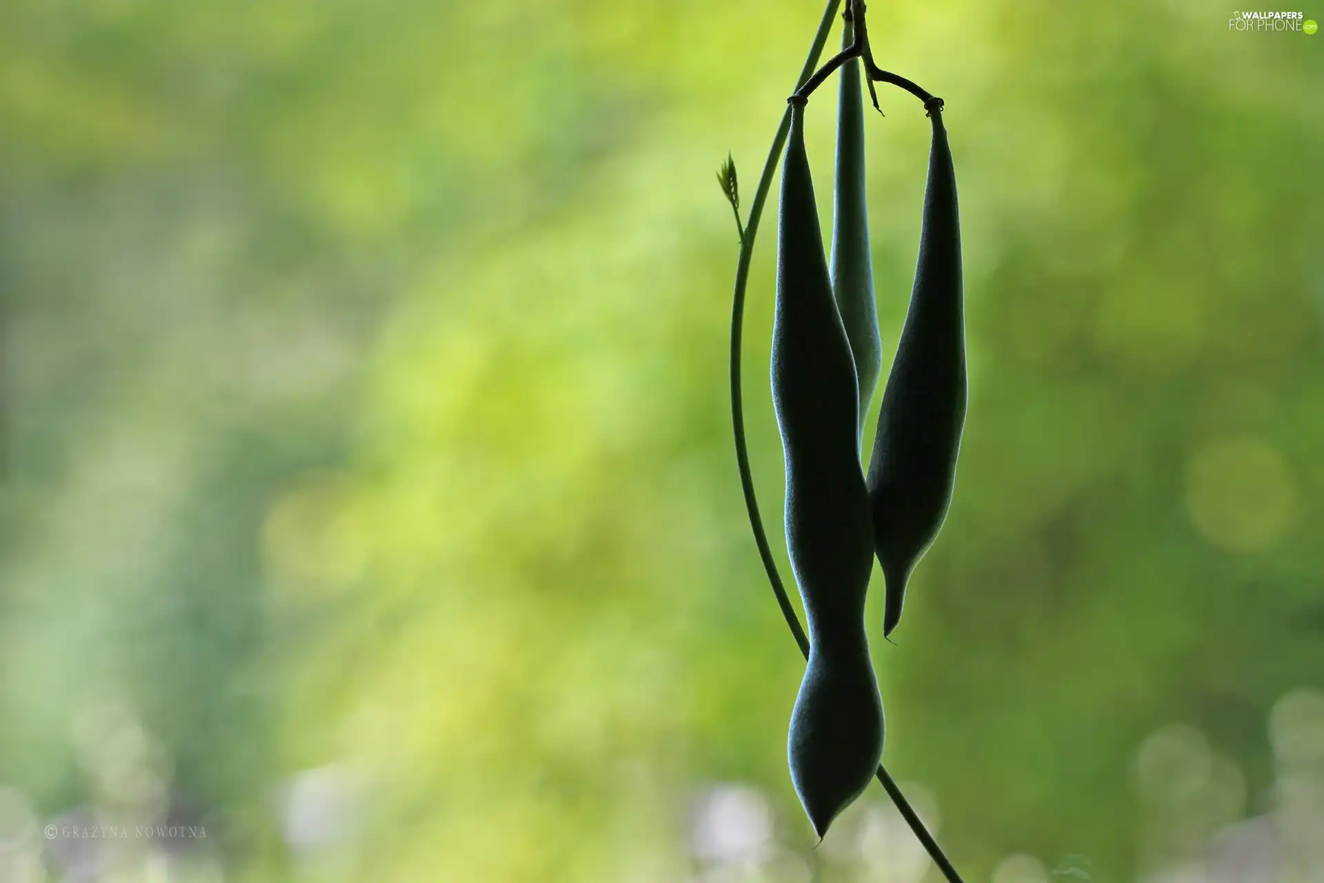 plant, green ones, pods