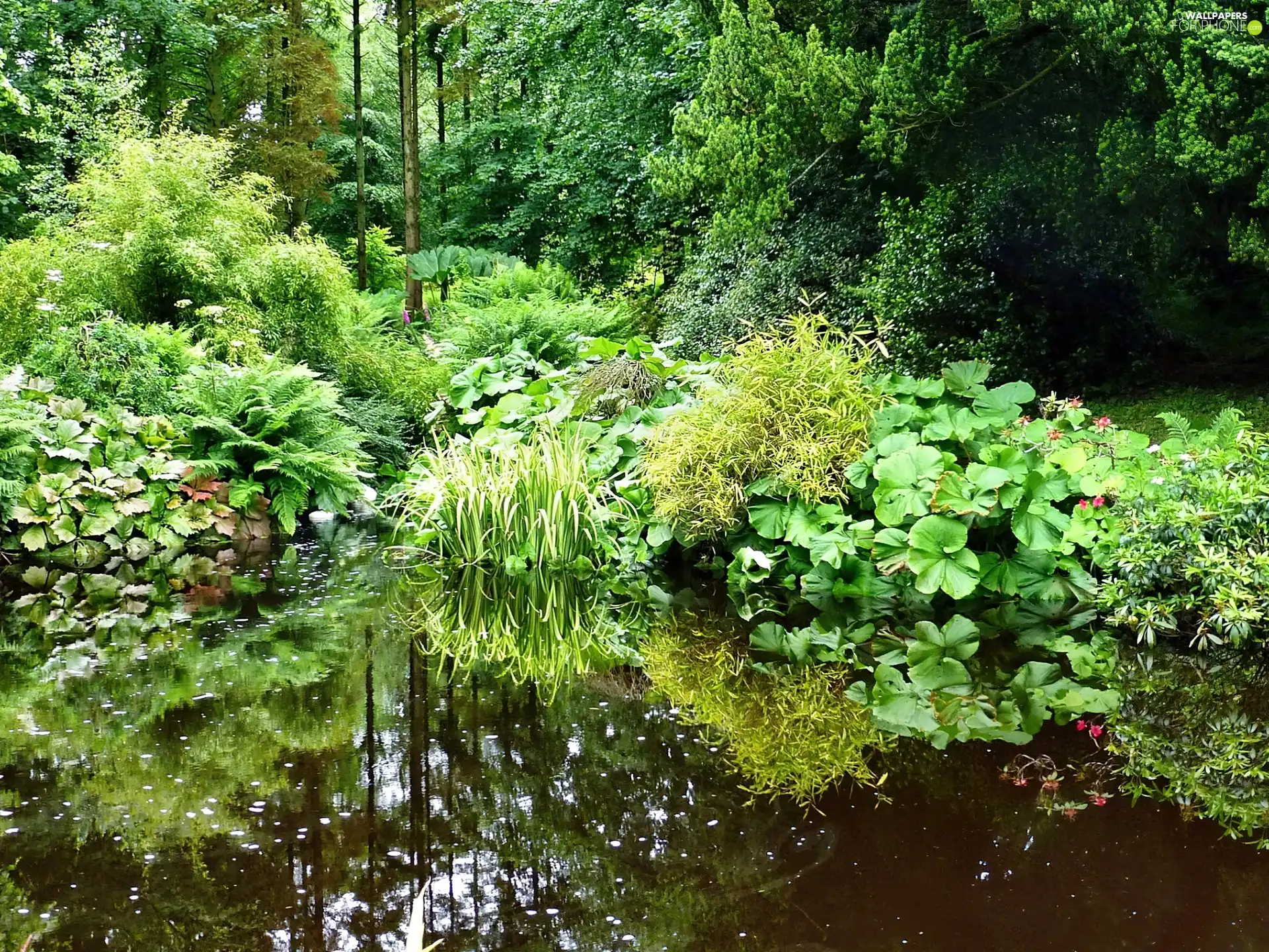 Plants, Park, Pond - car